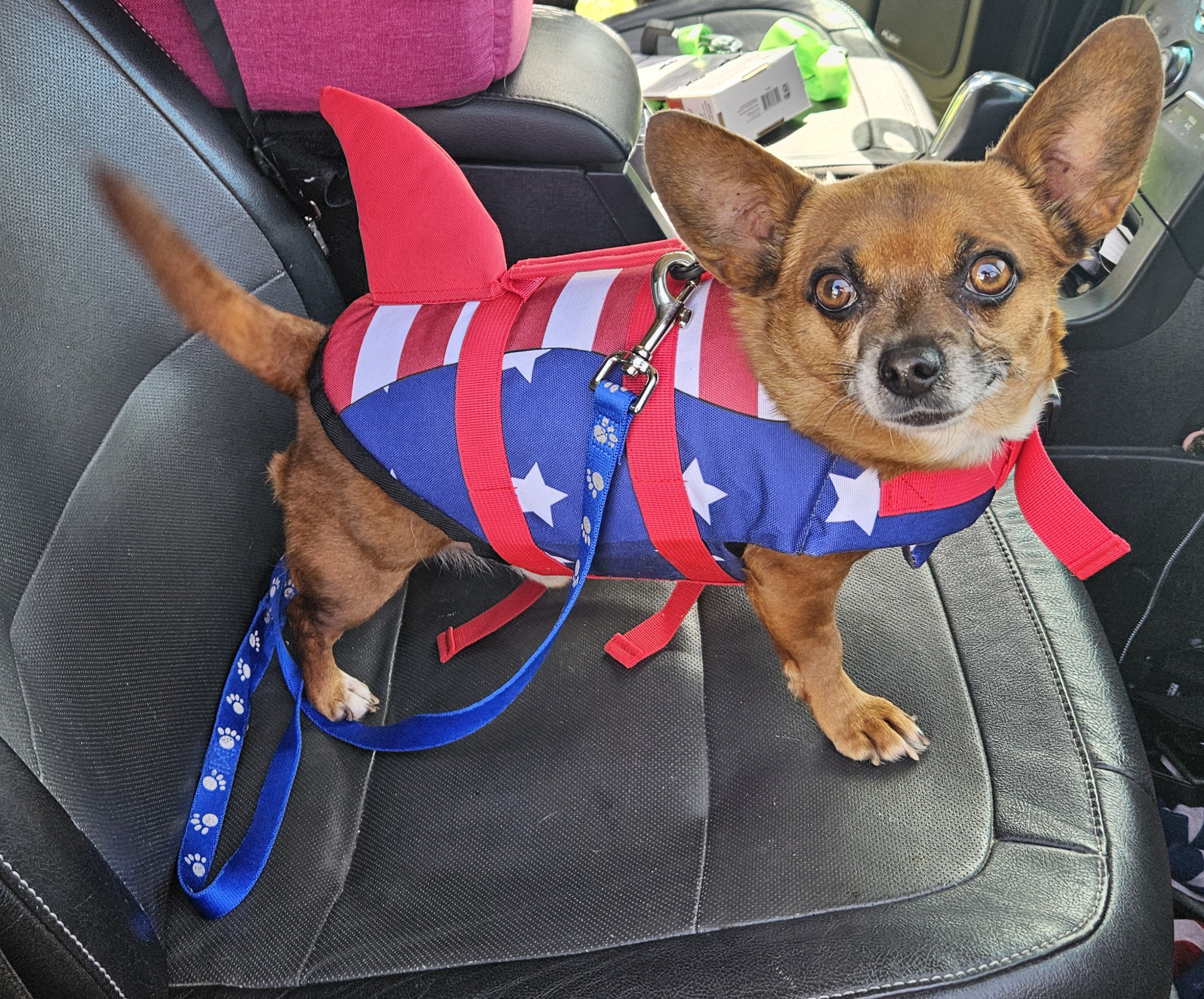 Utah, Adopted, Adult Male Chihuahua.
