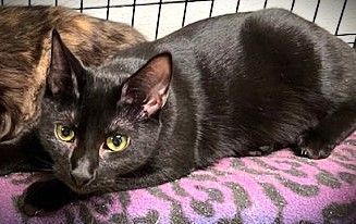 Matisse, a Adoptable Domestic Short Hair in Chattanooga, TN image 3/3