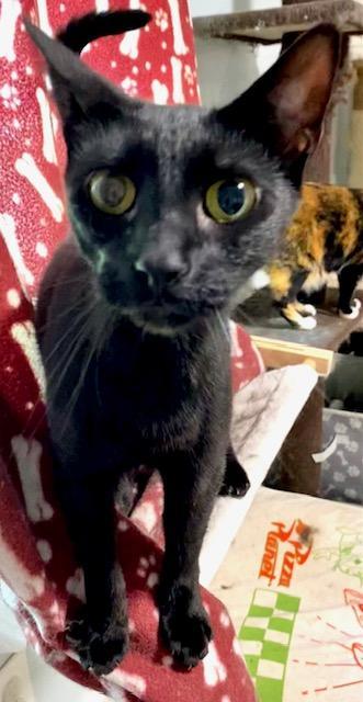 Matisse, Adoptable, Young Male Domestic Short Hair.