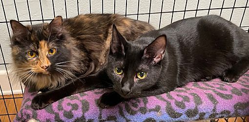 Matisse, a Adoptable Domestic Short Hair in Chattanooga, TN image 2/3