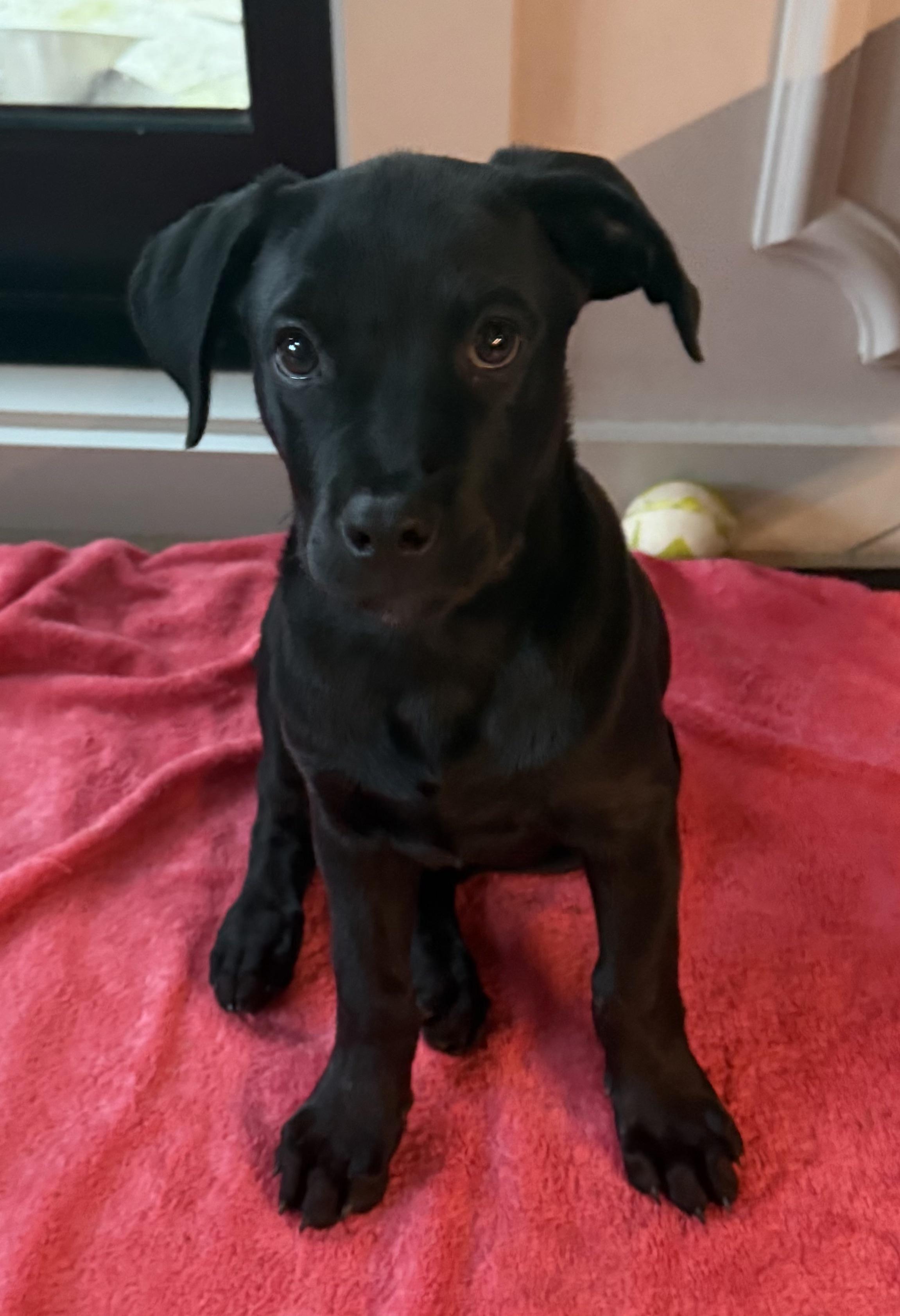 Enlarge Joe, an adopted mixed breed in Austin, TX image 5/6