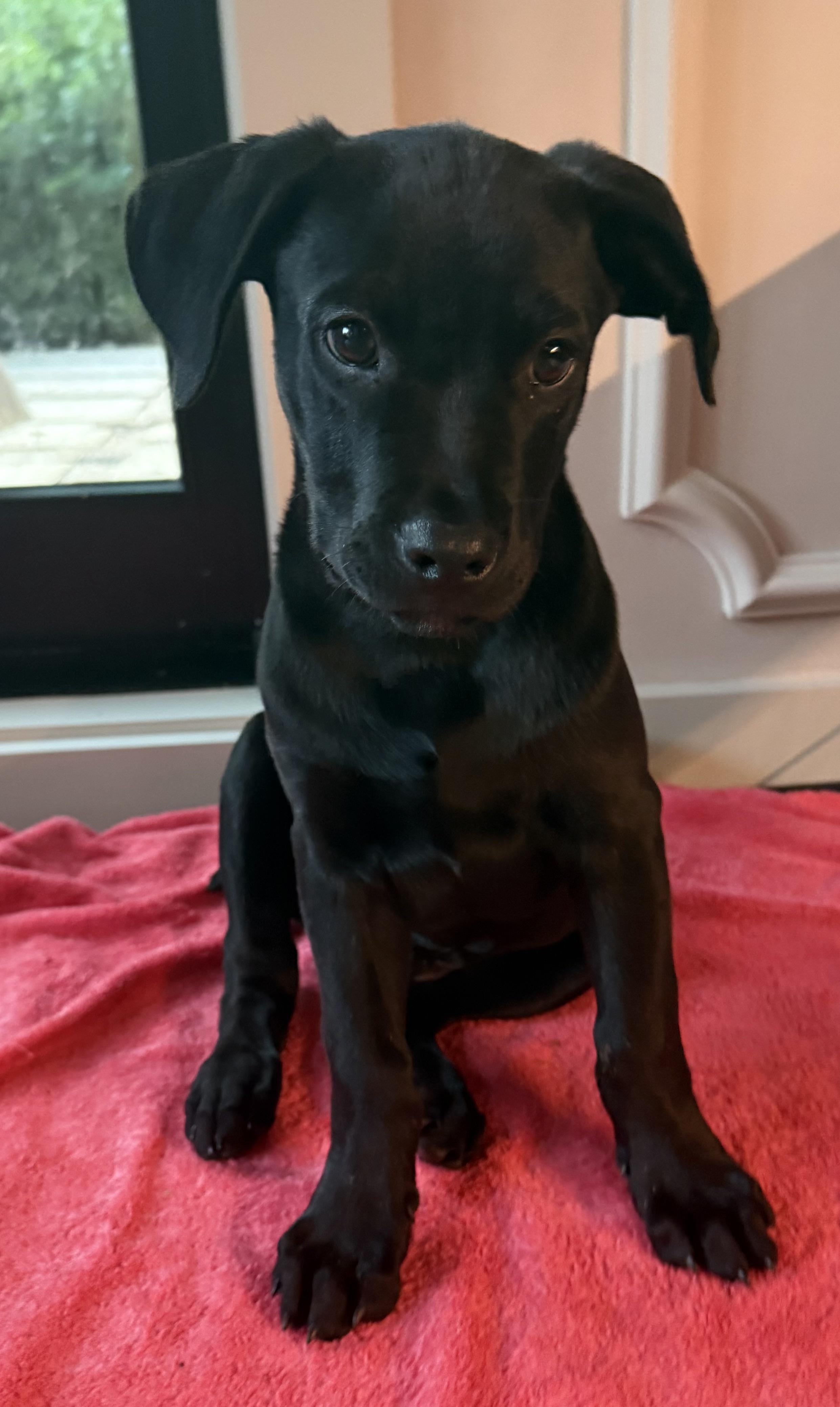 Enlarge Joe, an adopted mixed breed in Austin, TX image 3/6