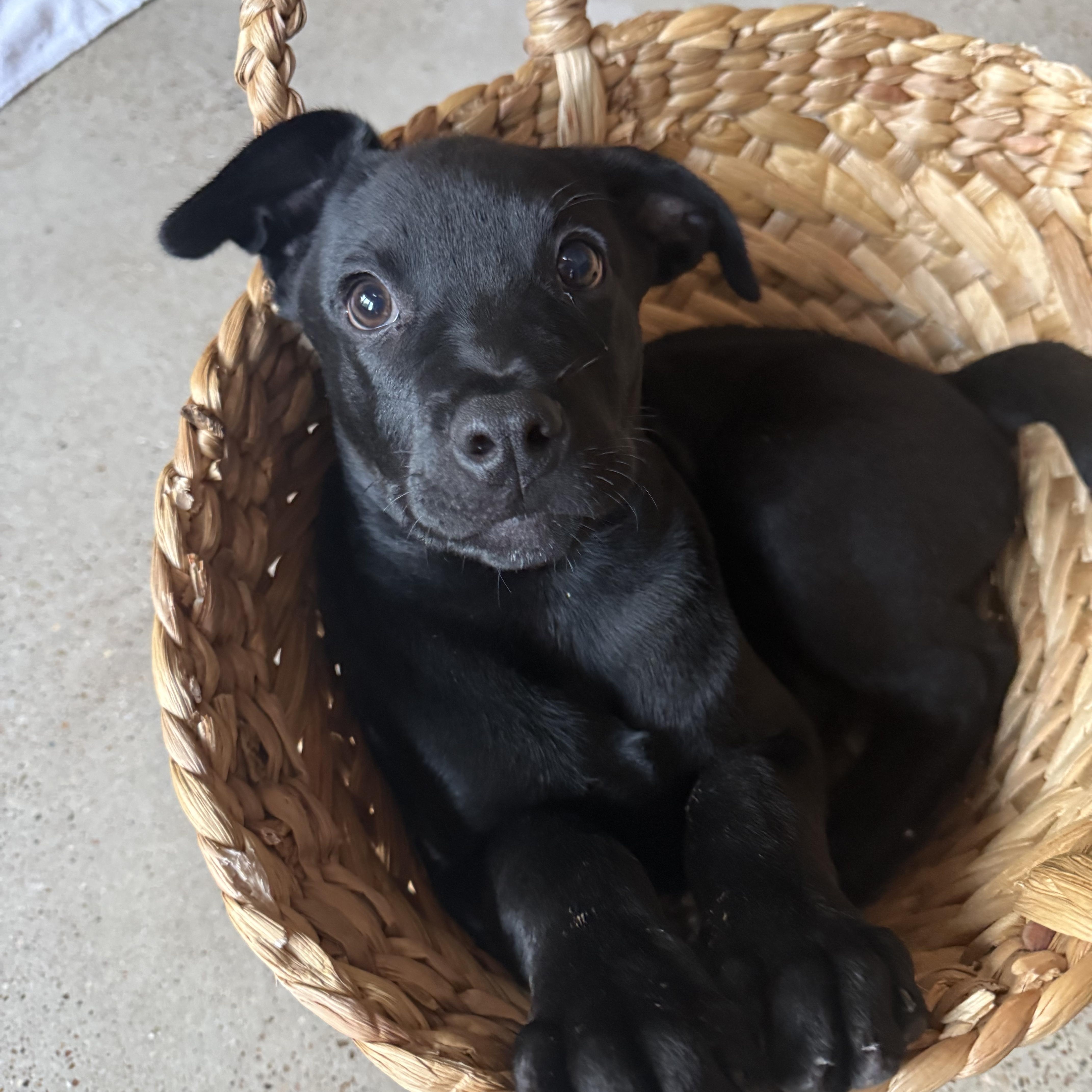 Enlarge Joe, an adopted mixed breed in Austin, TX image 1/6