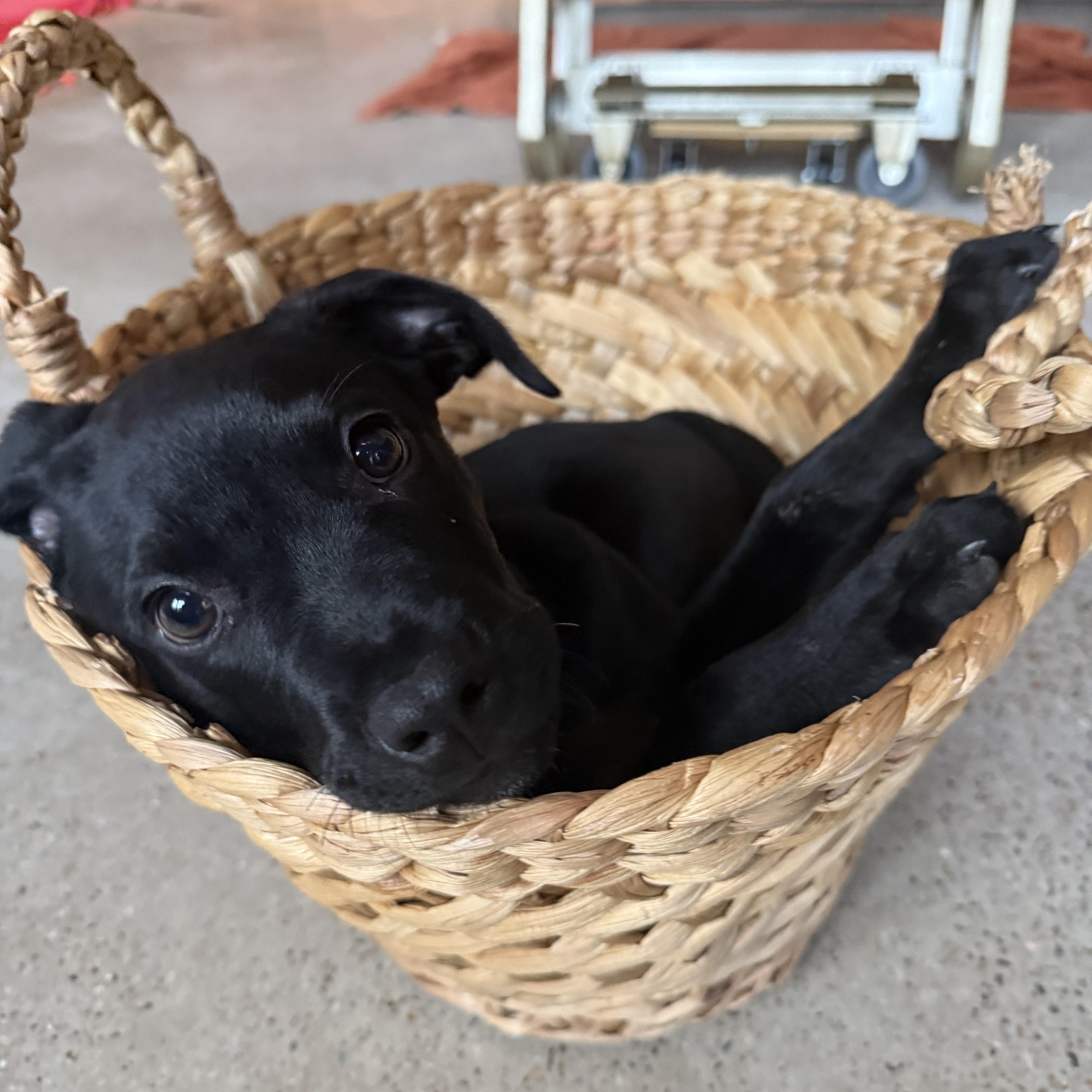 Enlarge Joe, an adopted mixed breed in Austin, TX image 2/6