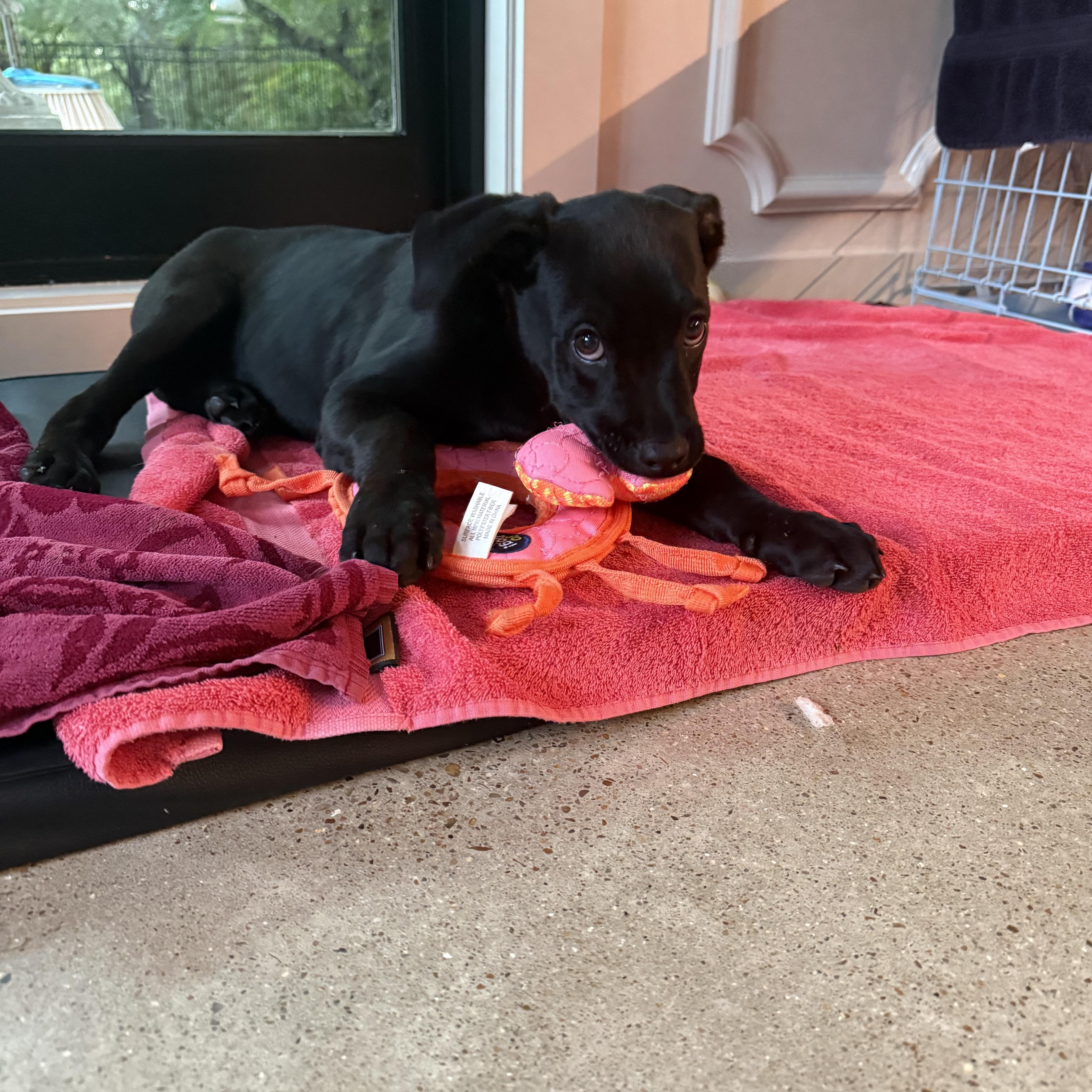 Enlarge Joe, an adopted mixed breed in Austin, TX image 6/6