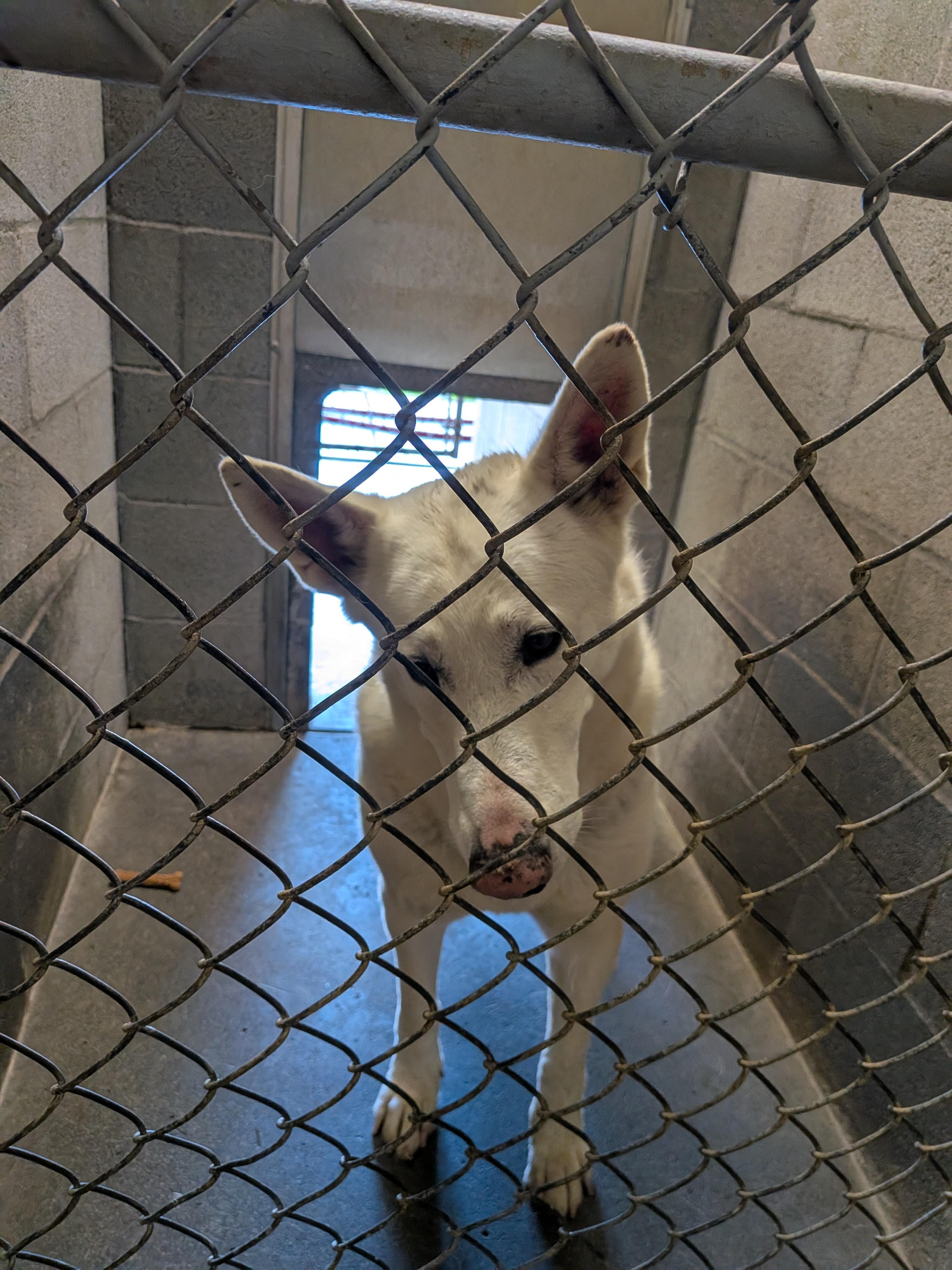 Enlarge Paloma, a Adoptable German Shepherd Dog in Hermiston, OR image 2/4