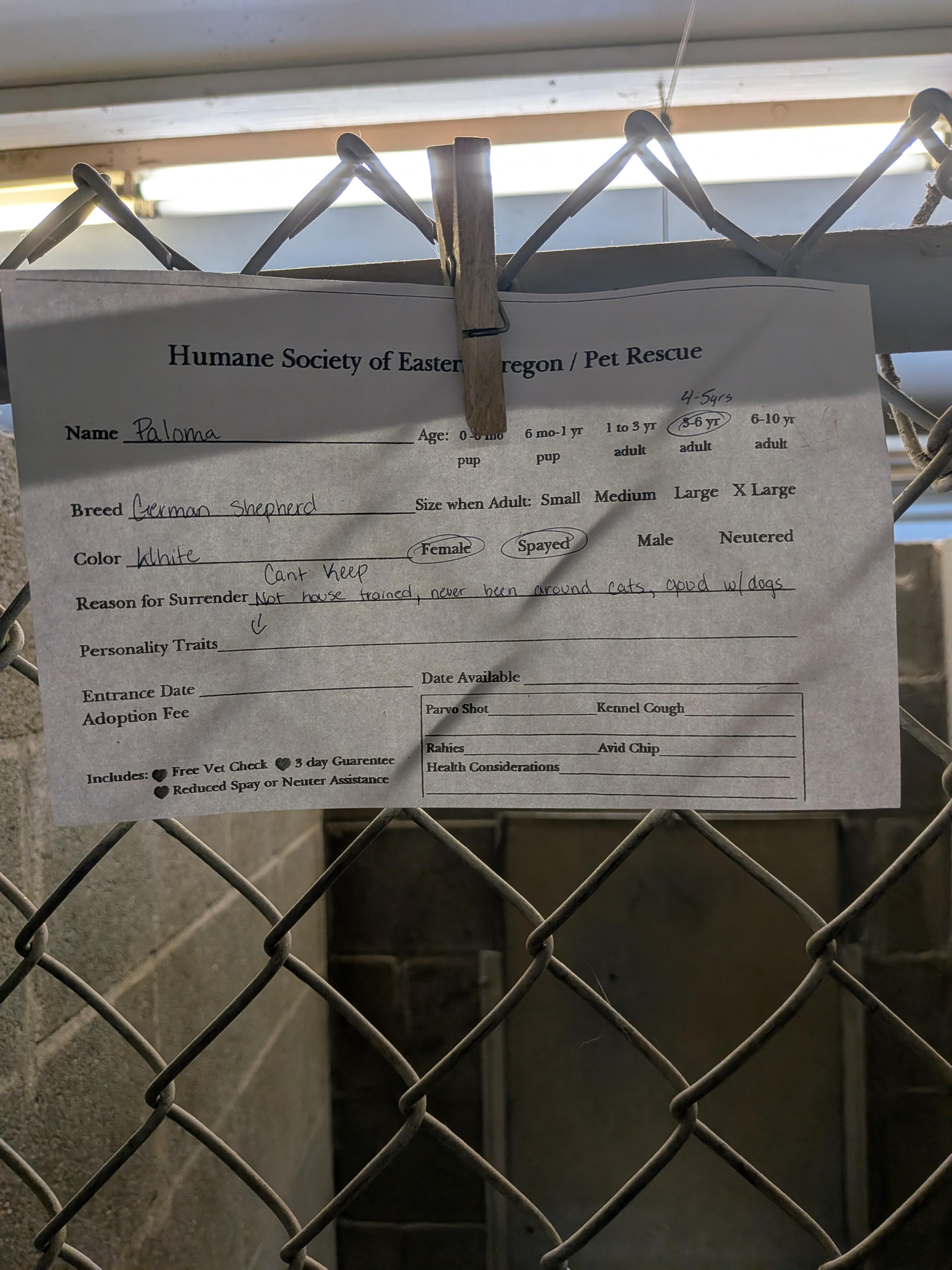 Enlarge Paloma, a Adoptable German Shepherd Dog in Hermiston, OR image 4/4