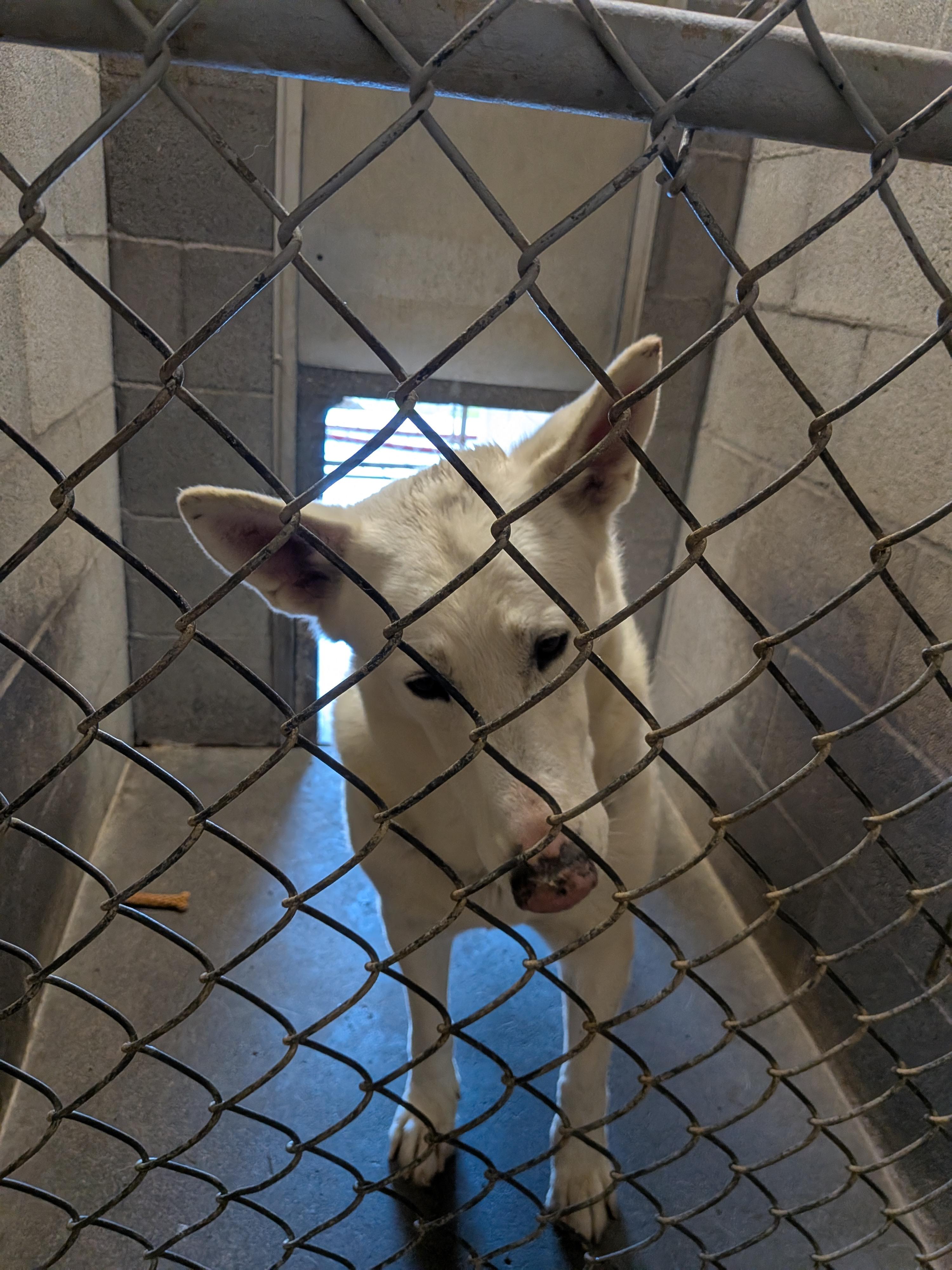 Enlarge Paloma, a Adoptable German Shepherd Dog in Hermiston, OR image 3/4