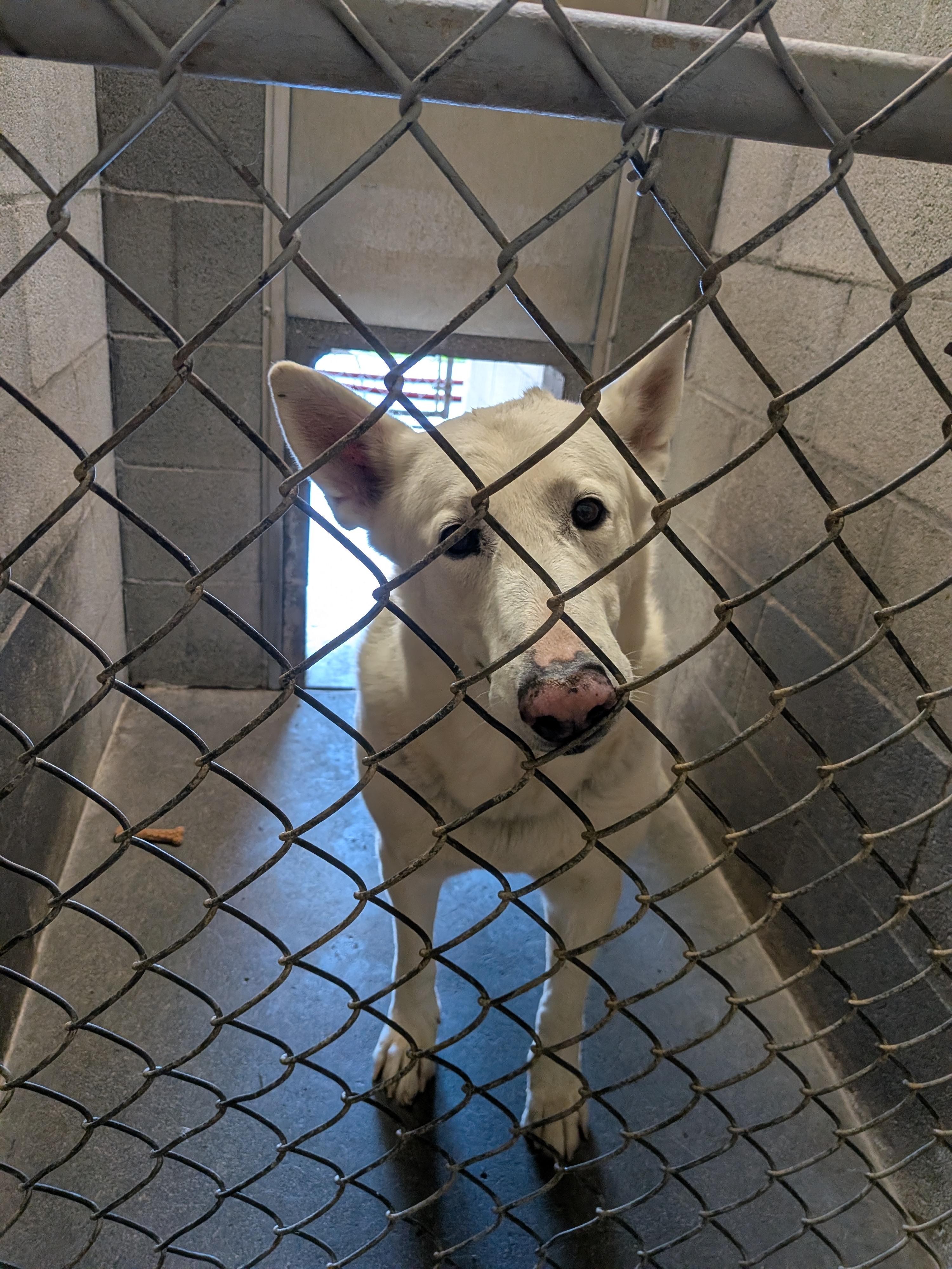 Paloma, Adoptable, Adult Female German Shepherd Dog.