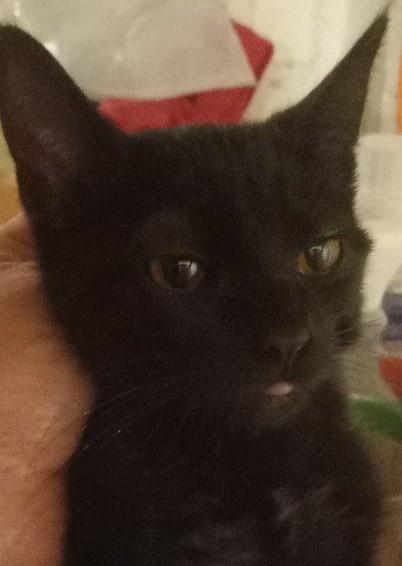 Enlarge Shirley, a Adopted Domestic Short Hair in Garrett Park, MD image 2/5