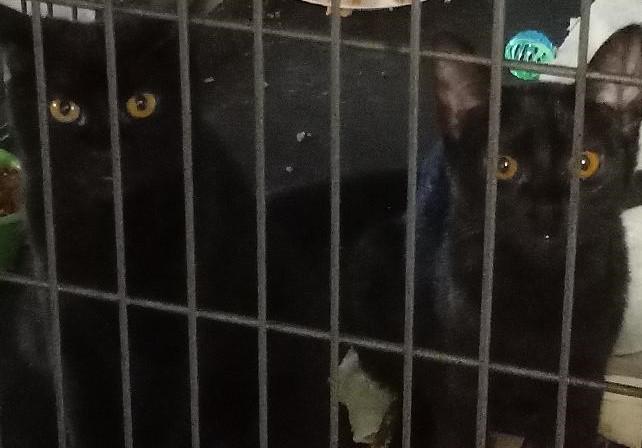 Enlarge Shirley, a Adopted Domestic Short Hair in Garrett Park, MD image 4/5