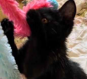 Enlarge Shirley, a Adopted Domestic Short Hair in Garrett Park, MD image 3/5