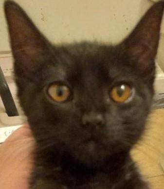 Shirley, Adopted, Kitten Female Domestic Short Hair.