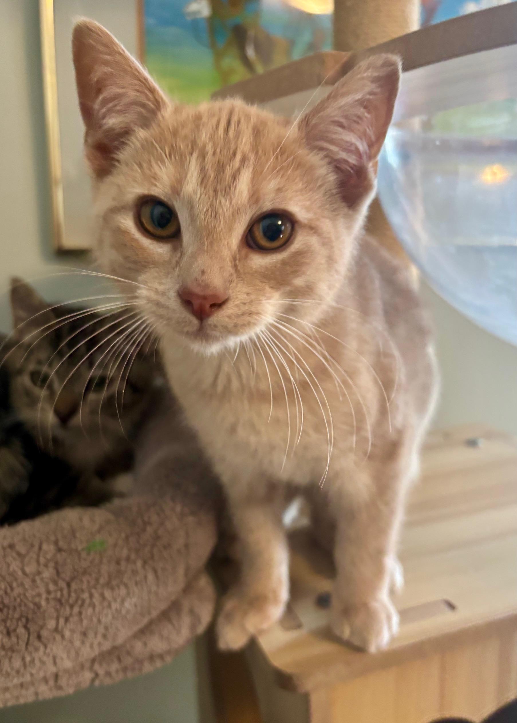 Pinky Ring, adopted, Kitten Male Domestic Short Hair.