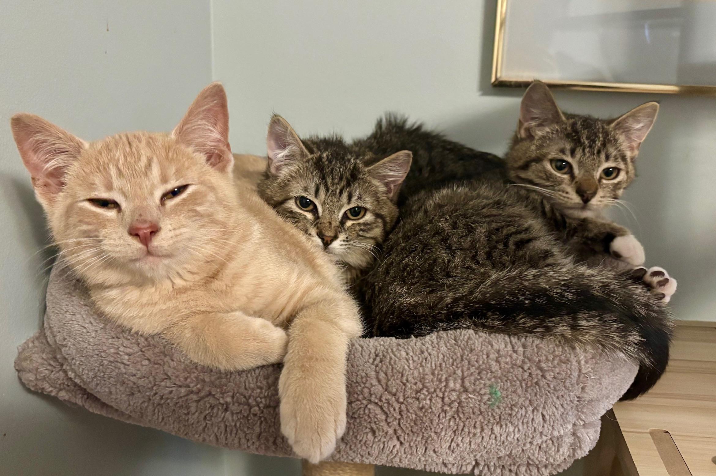 Enlarge Pinky Ring, an adopted Domestic Short Hair in Highland Park, NJ image 2/3