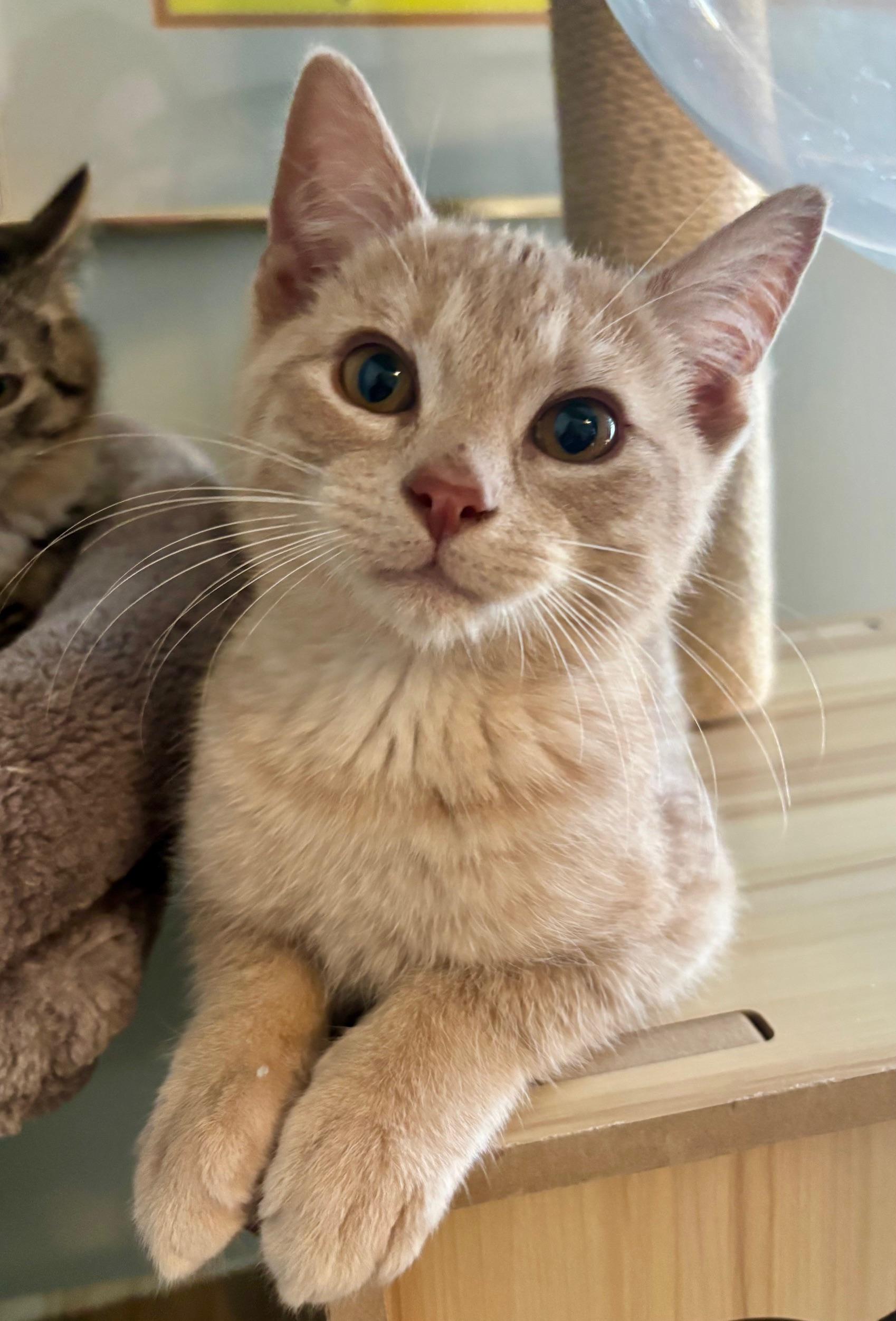 Enlarge Pinky Ring, an adopted Domestic Short Hair in Highland Park, NJ image 3/3