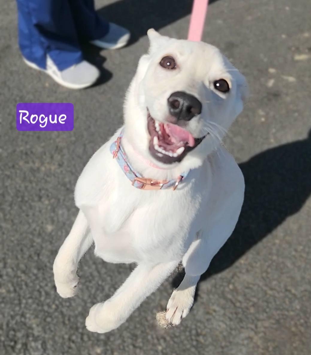 ROGUE ~ Video!, Adoptable, Young Female Labrador Retriever & German Shepherd Dog.