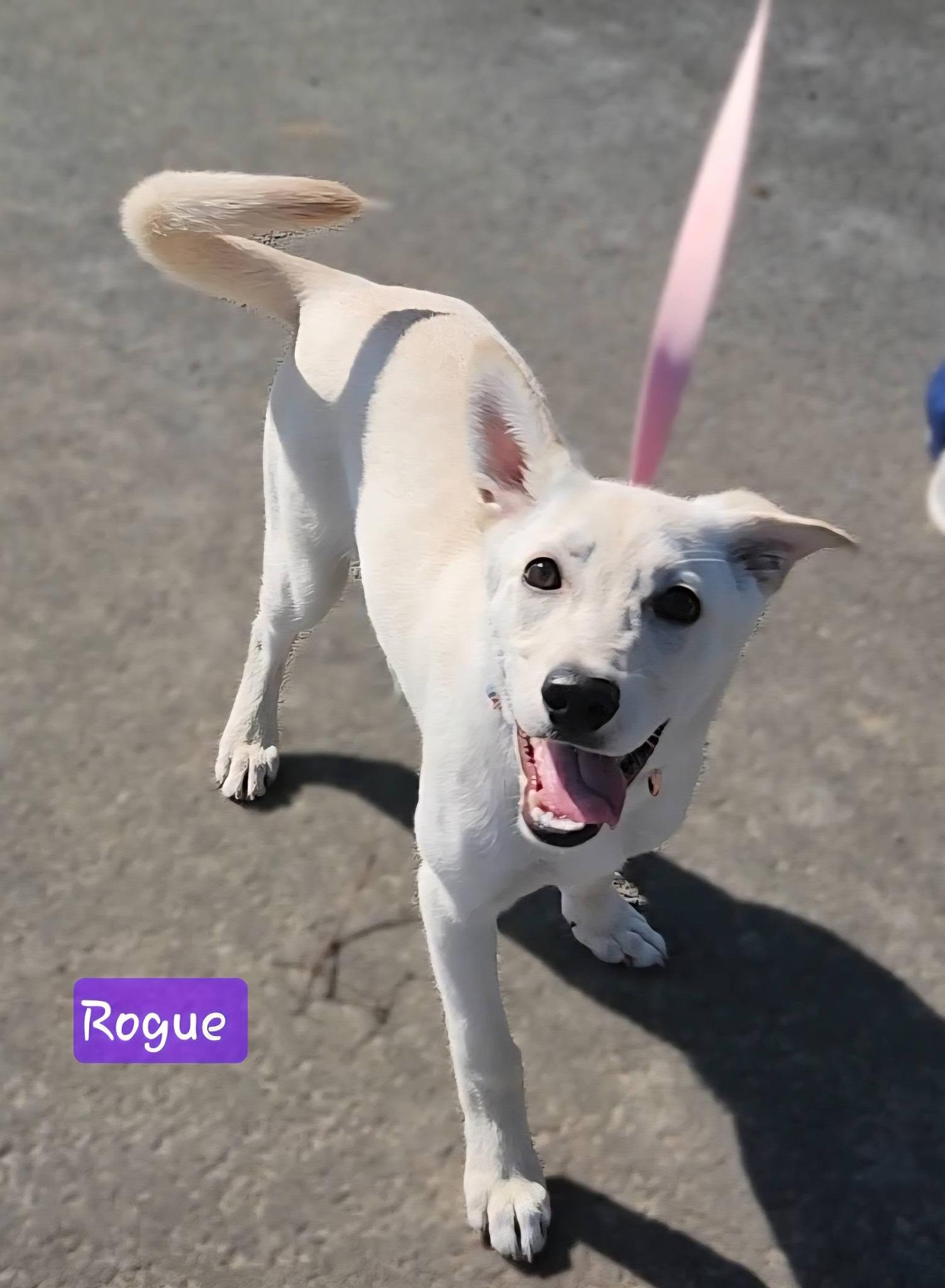 Enlarge ROGUE ~ Video!, an adopted mixed breed in Ashland, OH image 2/6