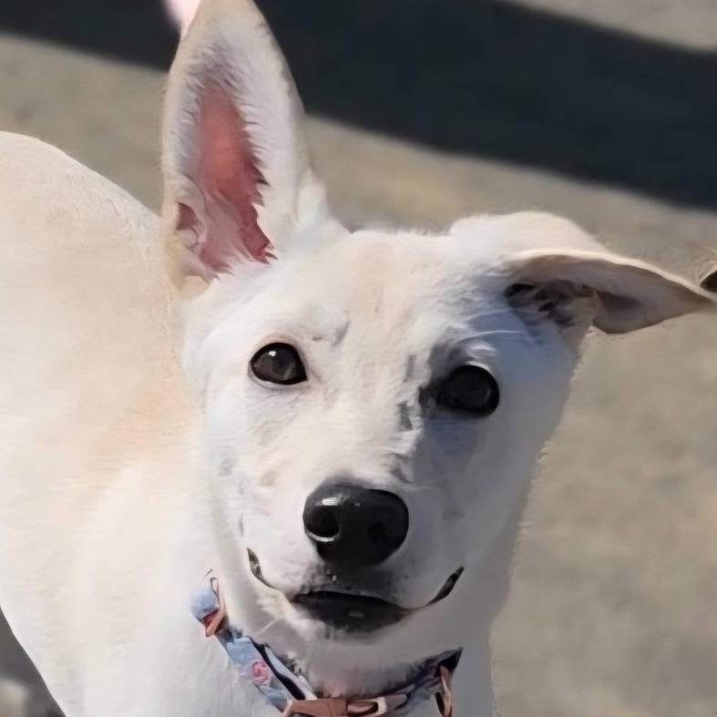 Enlarge ROGUE ~ Video!, an adopted mixed breed in Ashland, OH image 3/6