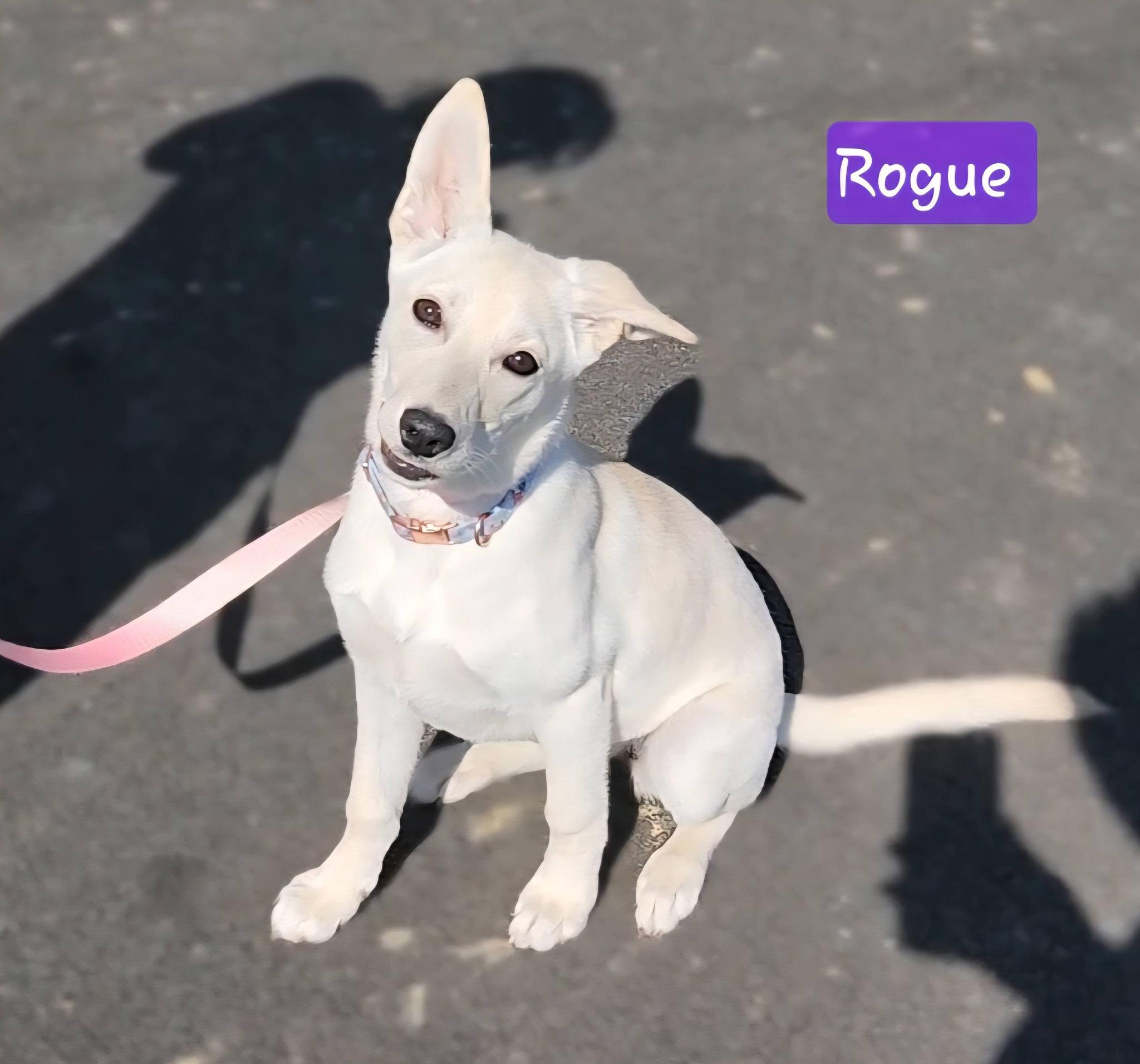 Enlarge ROGUE ~ Video!, an adopted mixed breed in Ashland, OH image 4/6