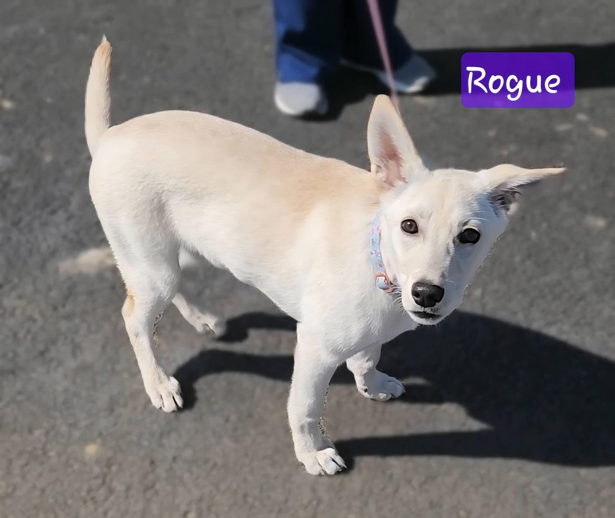 Enlarge ROGUE ~ Video!, an adopted mixed breed in Ashland, OH image 5/6