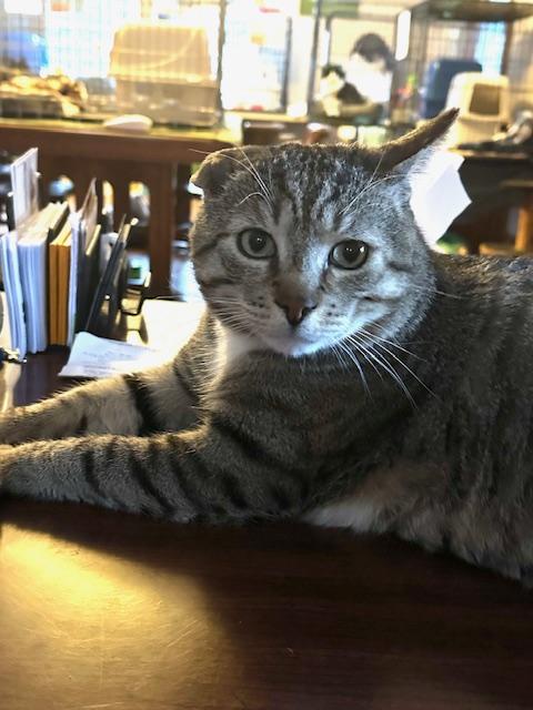 Champ, a Adoptable Domestic Short Hair in Franklinville, NJ image 1/3