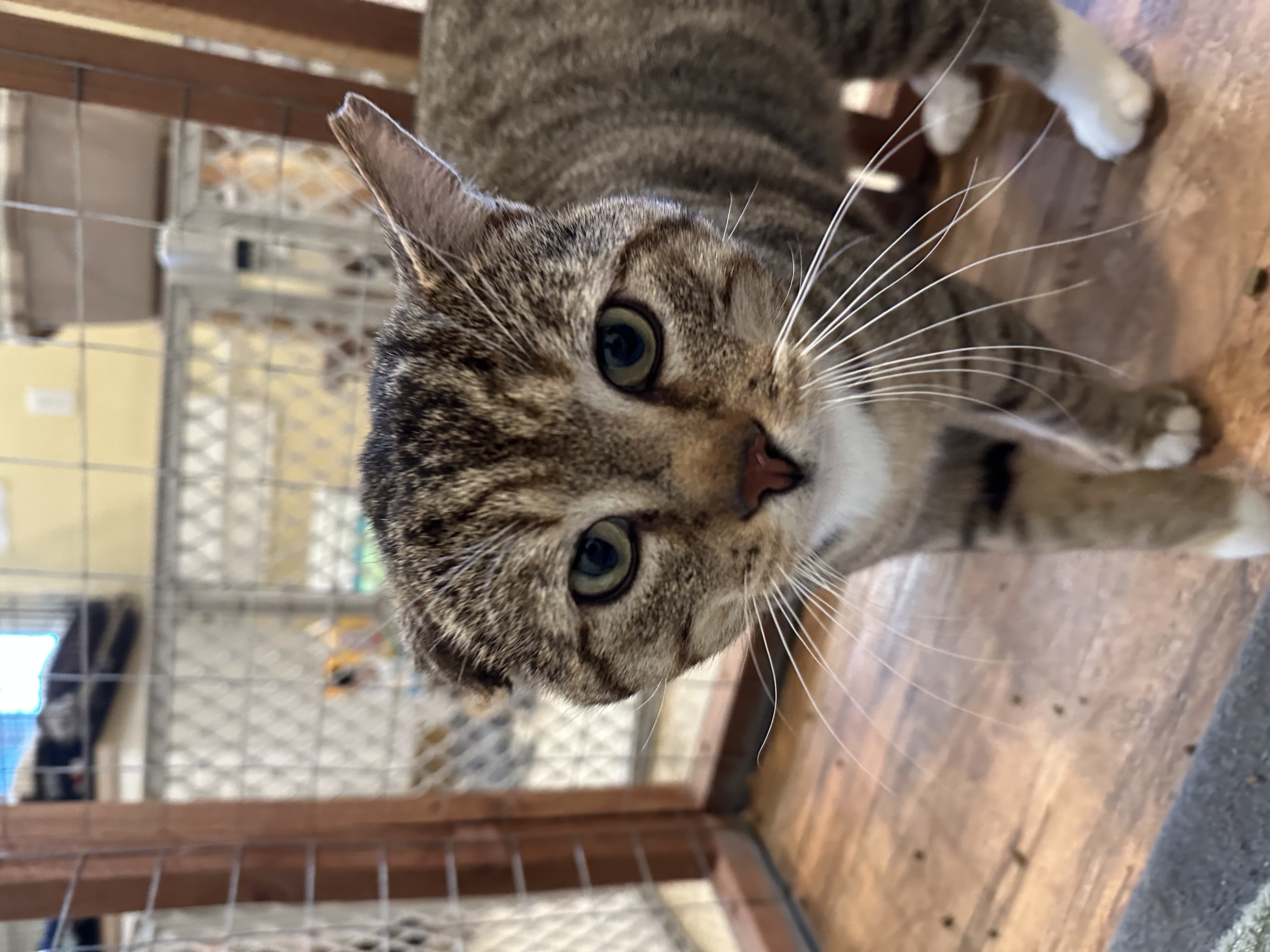 Champ, a Adoptable Domestic Short Hair in Franklinville, NJ image 2/3