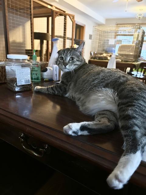 Champ, a Adoptable Domestic Short Hair in Franklinville, NJ image 3/3