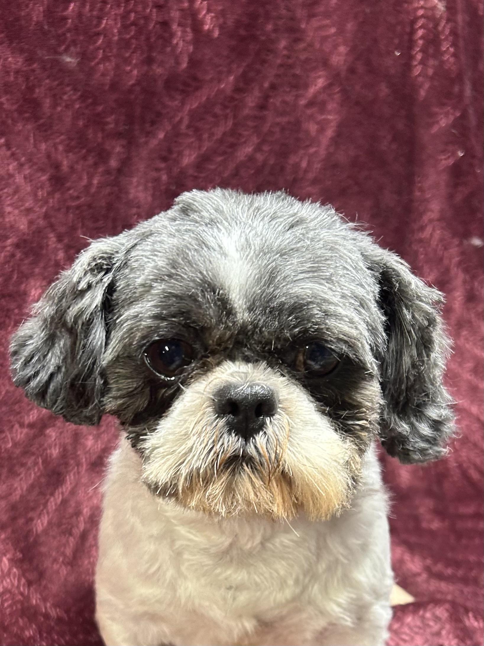 Enlarge JR, a Adopted Shih Tzu in Elyria, OH image 2/4