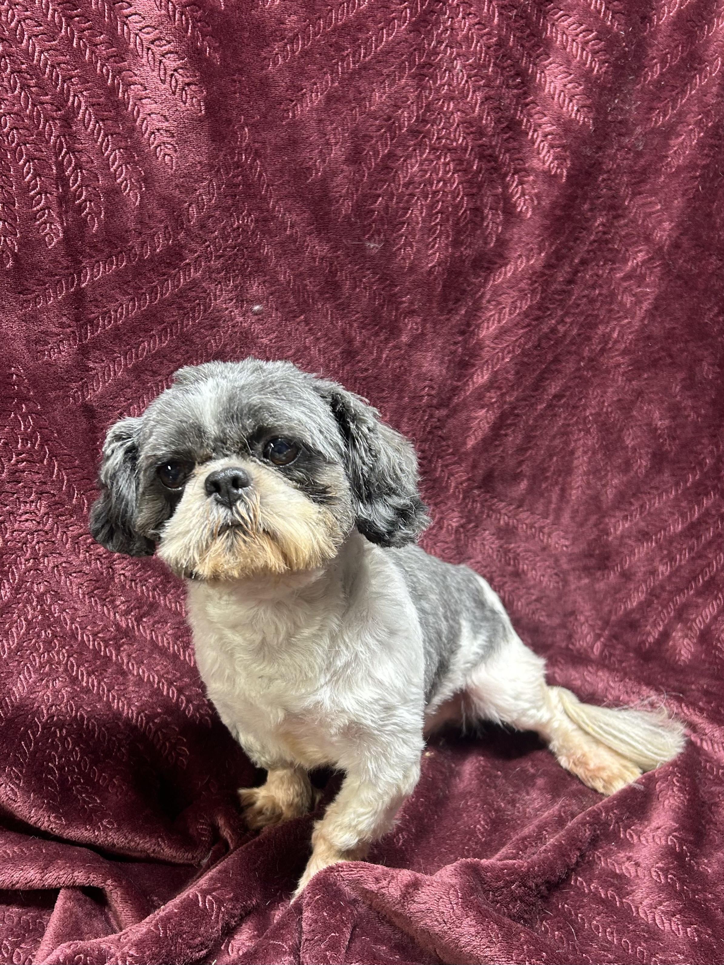 Enlarge JR, a Adopted Shih Tzu in Elyria, OH image 1/4