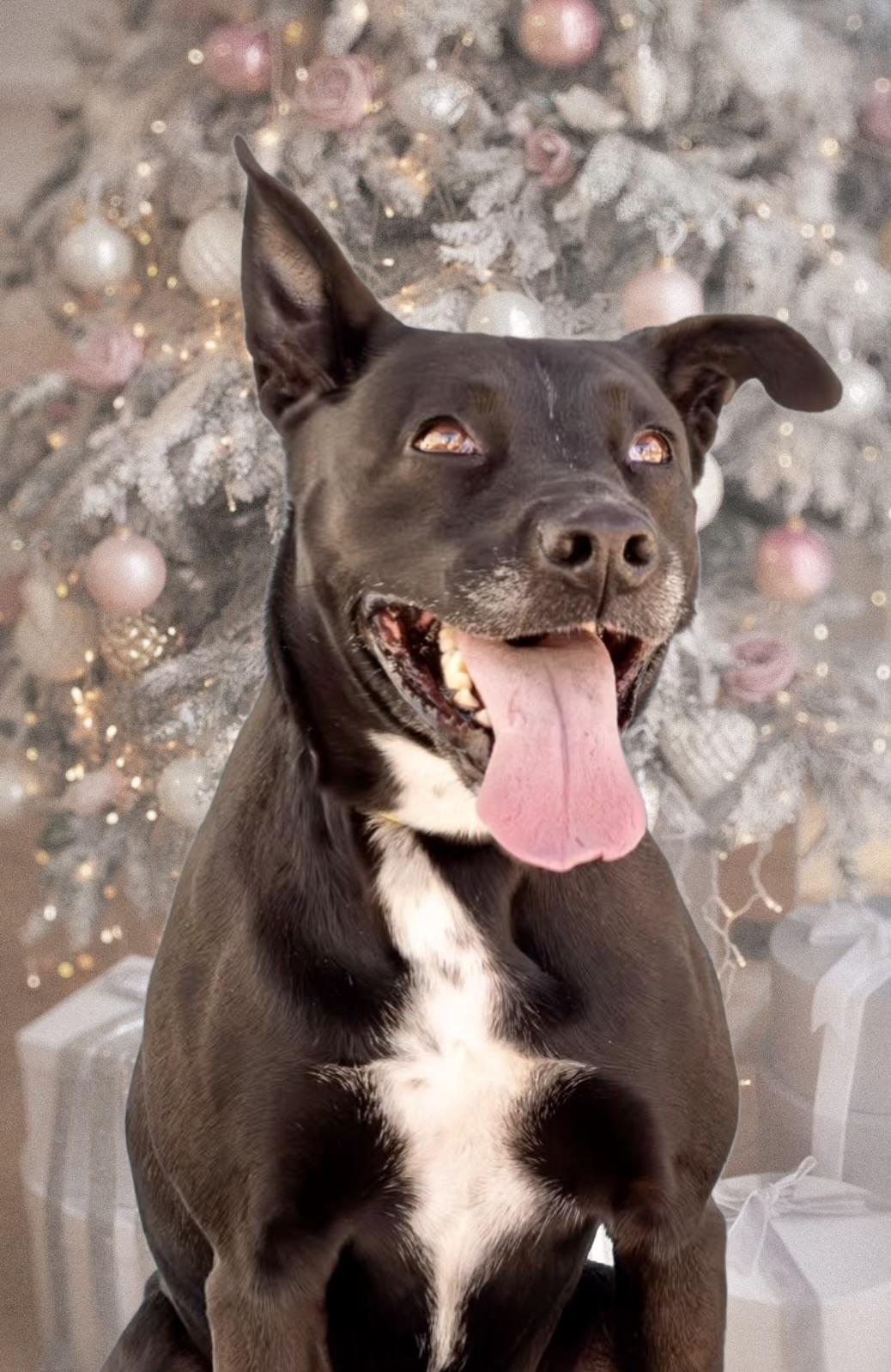 Zoey, ADOPTABLE, Young Female Labrador Retriever.