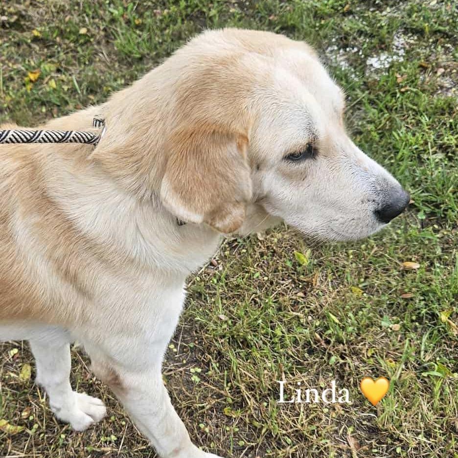 Enlarge LINDA  <3, a Adopted mixed breed in Bethpage, NY image 3/6