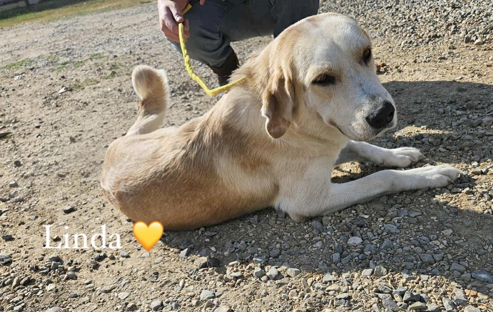 Enlarge LINDA  <3, a Adopted mixed breed in Bethpage, NY image 4/6