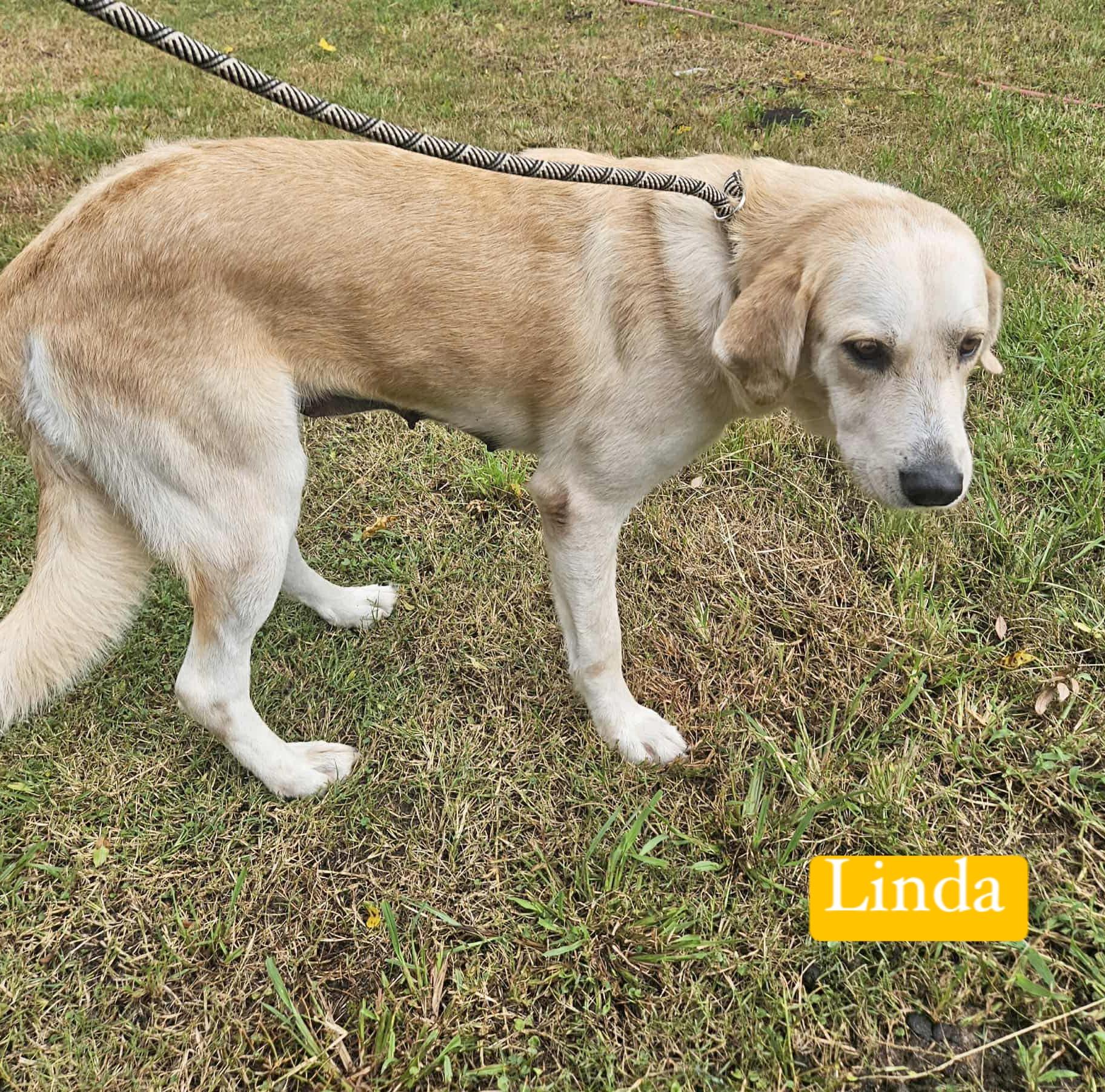 Enlarge LINDA  <3, a Adopted mixed breed in Bethpage, NY image 5/6