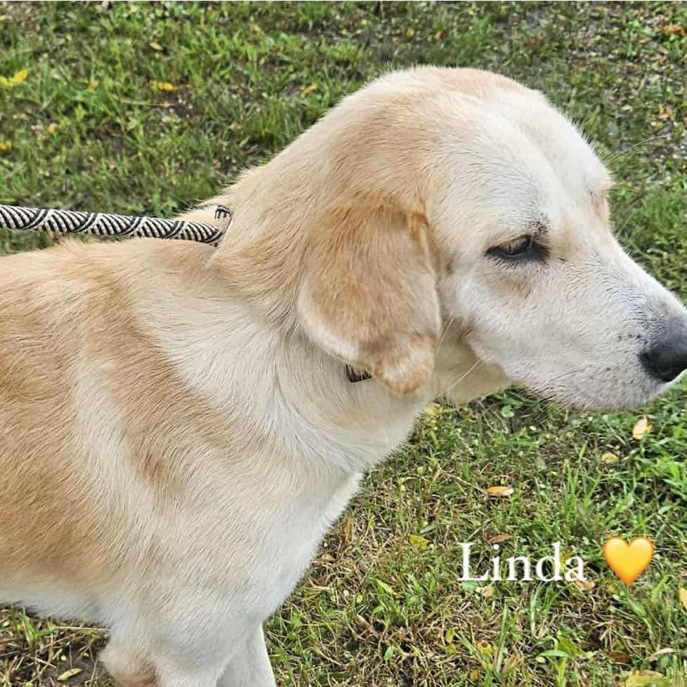 Enlarge LINDA  <3, a Adopted mixed breed in Bethpage, NY image 1/6
