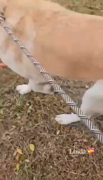 Enlarge LINDA  <3, a Adopted mixed breed in Bethpage, NY video 6/6