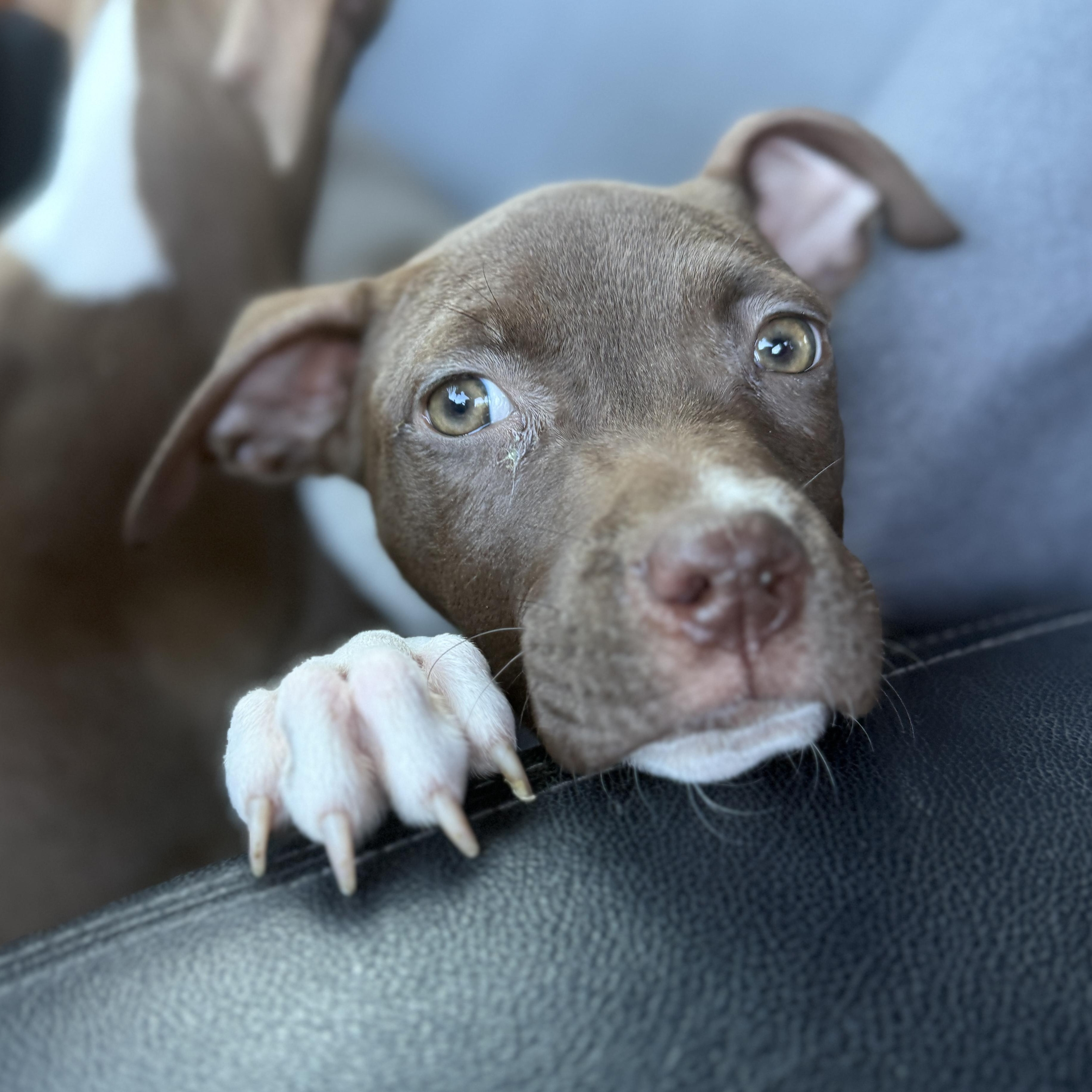 Enlarge Fettuccine, a Adoptable mixed breed in Deltona, FL image 4/5