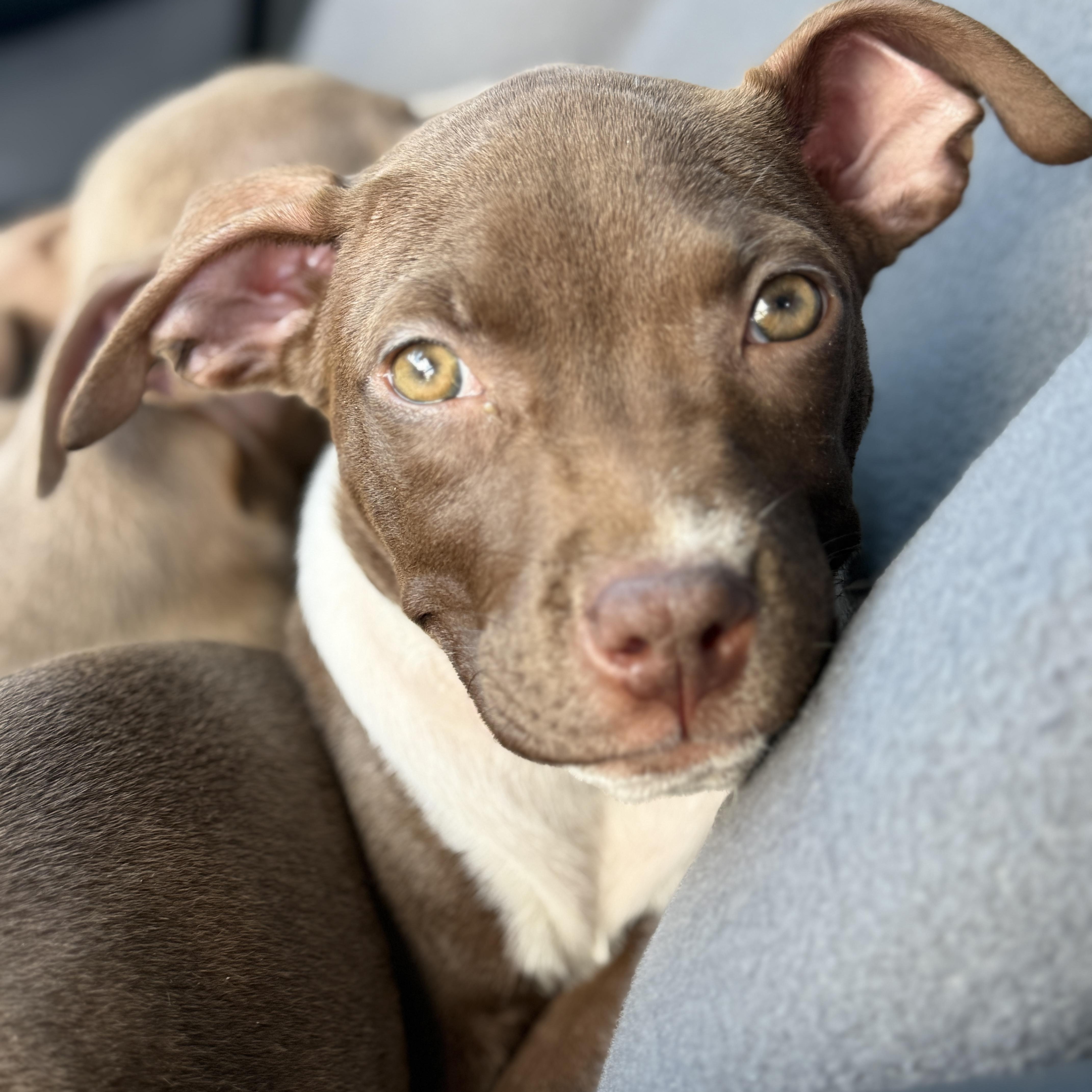 Enlarge Fettuccine, a Adoptable mixed breed in Deltona, FL image 1/5