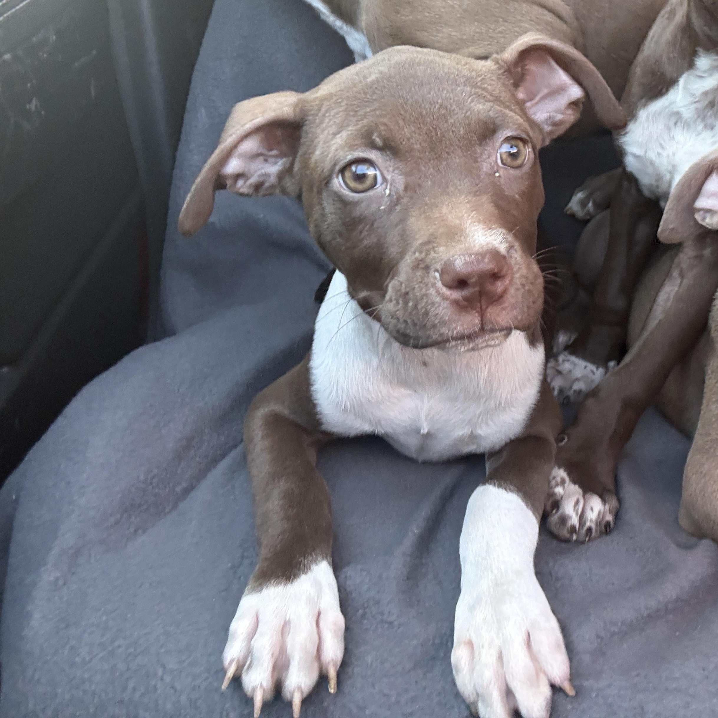 Enlarge Fettuccine, a Adoptable mixed breed in Deltona, FL image 5/5