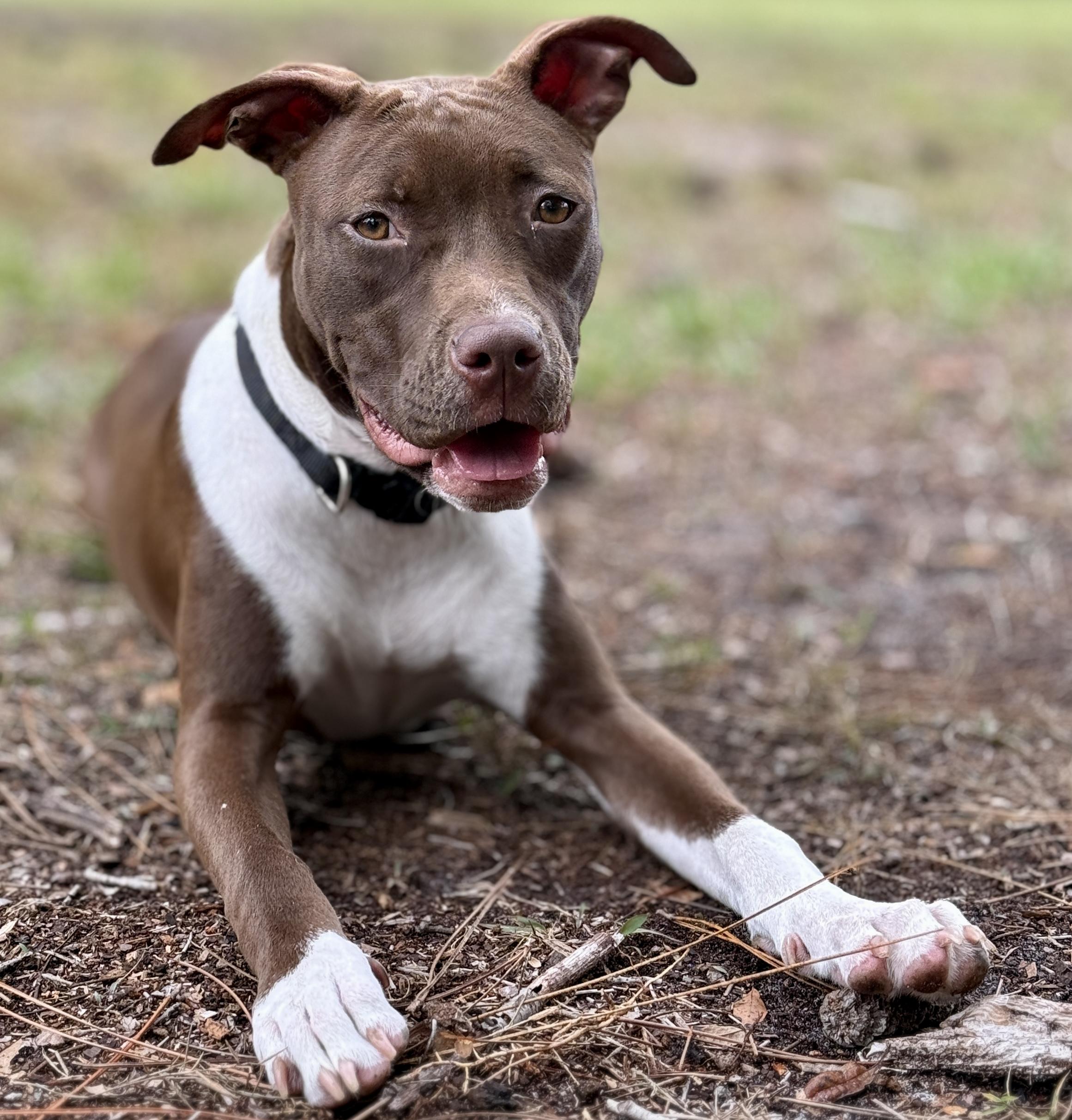Enlarge Fettuccine, a Adopted mixed breed in Deltona, FL image 2/6
