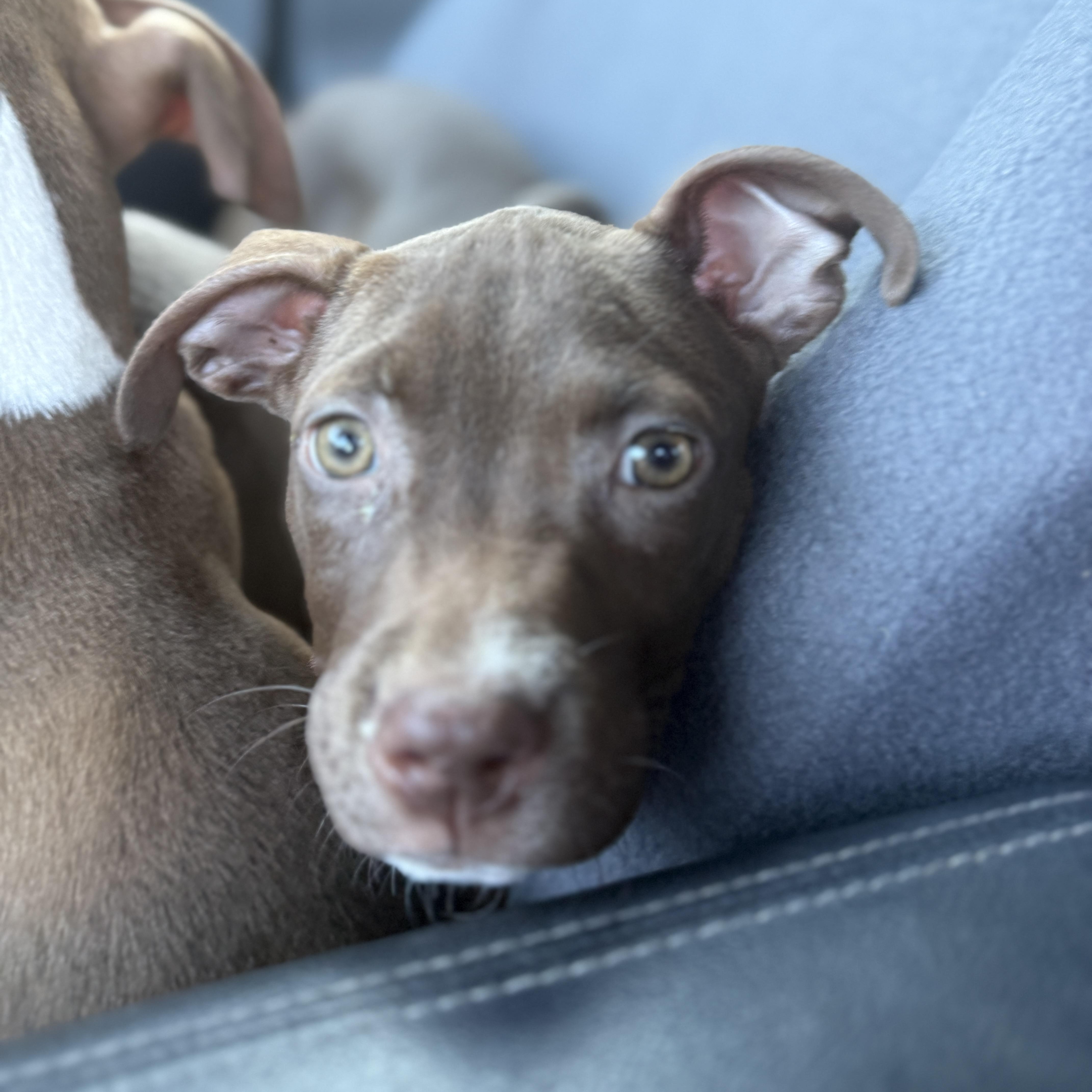 Enlarge Fettuccine, a Adoptable mixed breed in Deltona, FL image 3/5