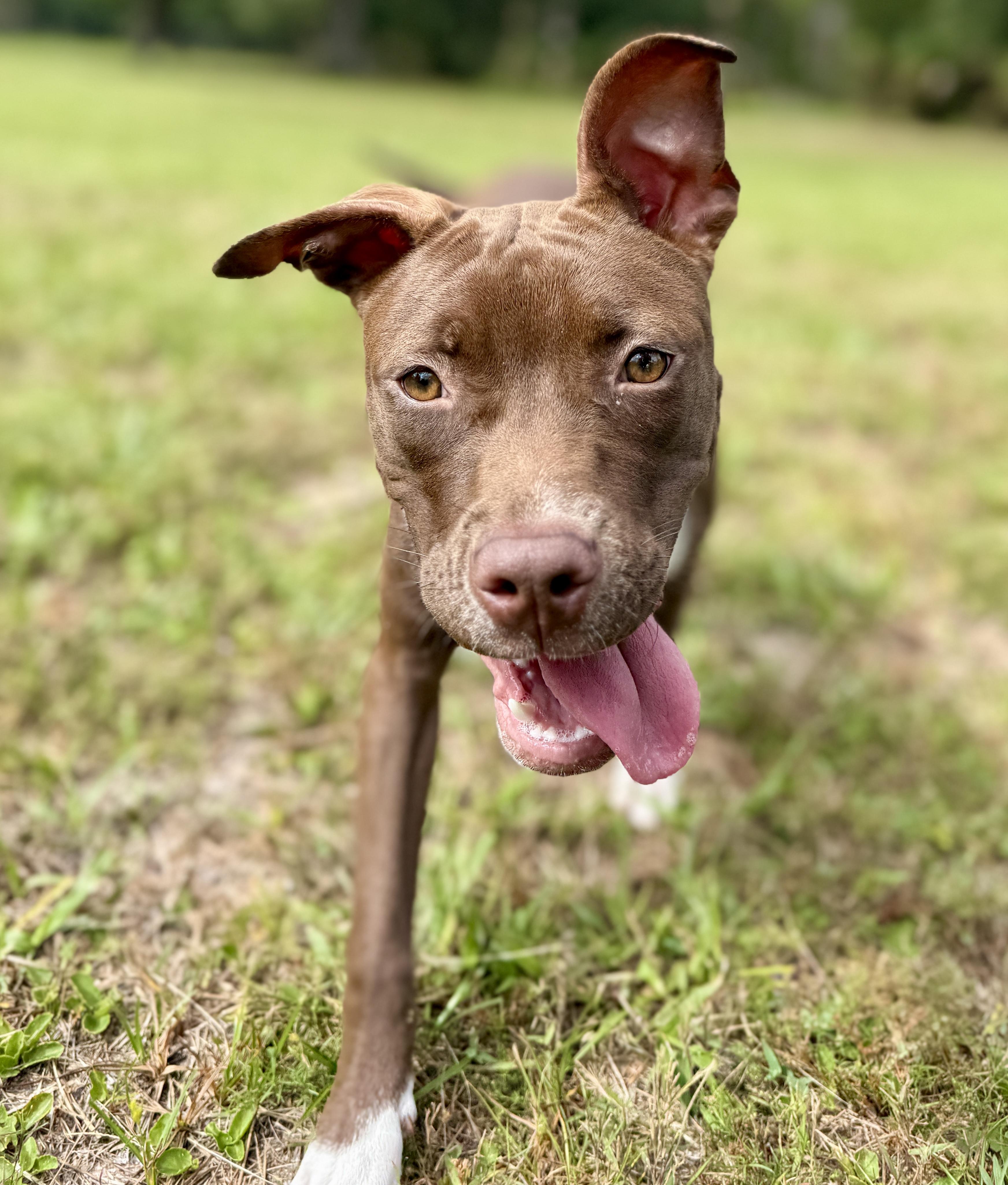 Enlarge Fettuccine, a Adopted mixed breed in Deltona, FL image 5/6