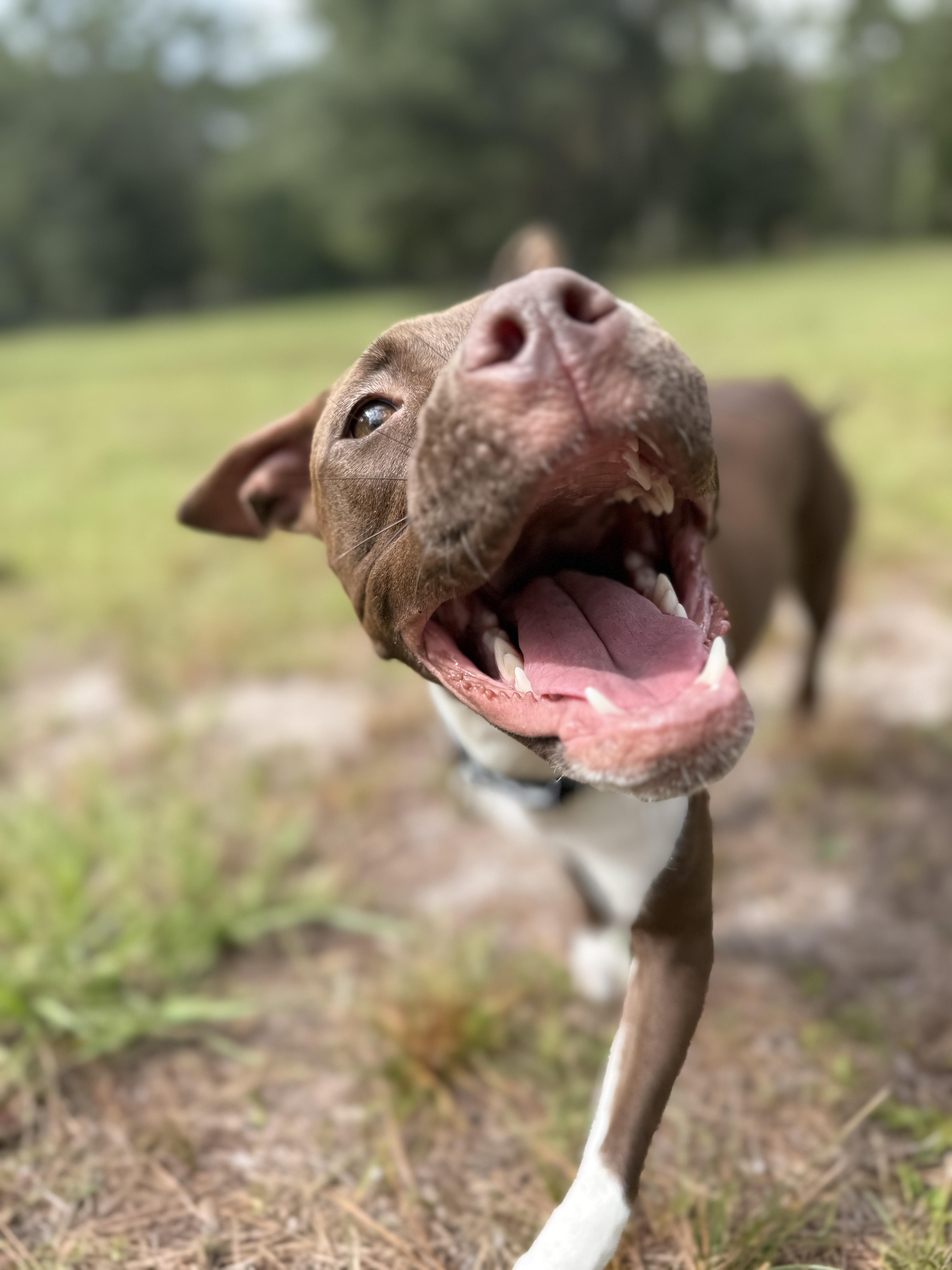 Enlarge Fettuccine, a Adopted mixed breed in Deltona, FL image 6/6
