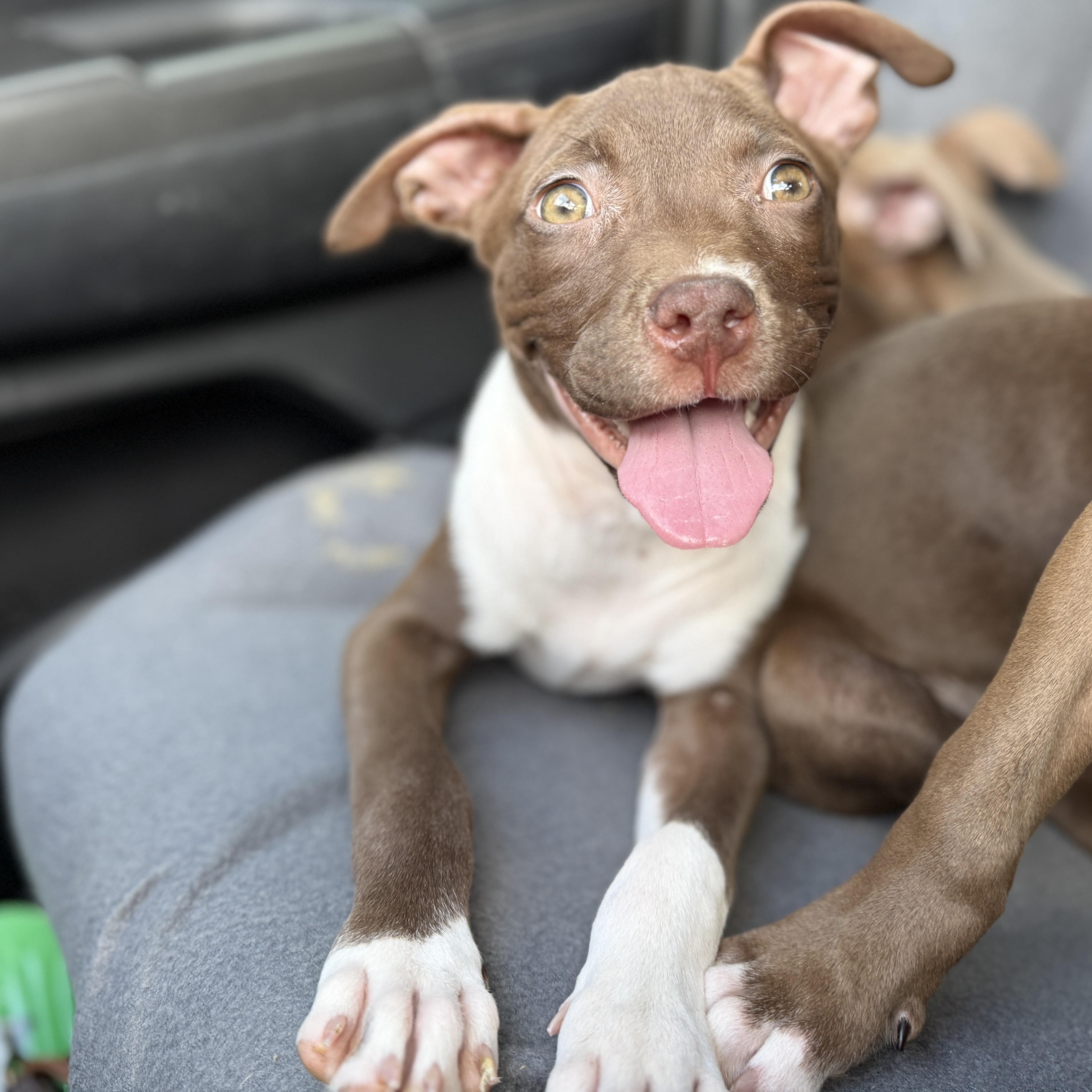 Enlarge Fettuccine, a Adoptable mixed breed in Deltona, FL image 2/5