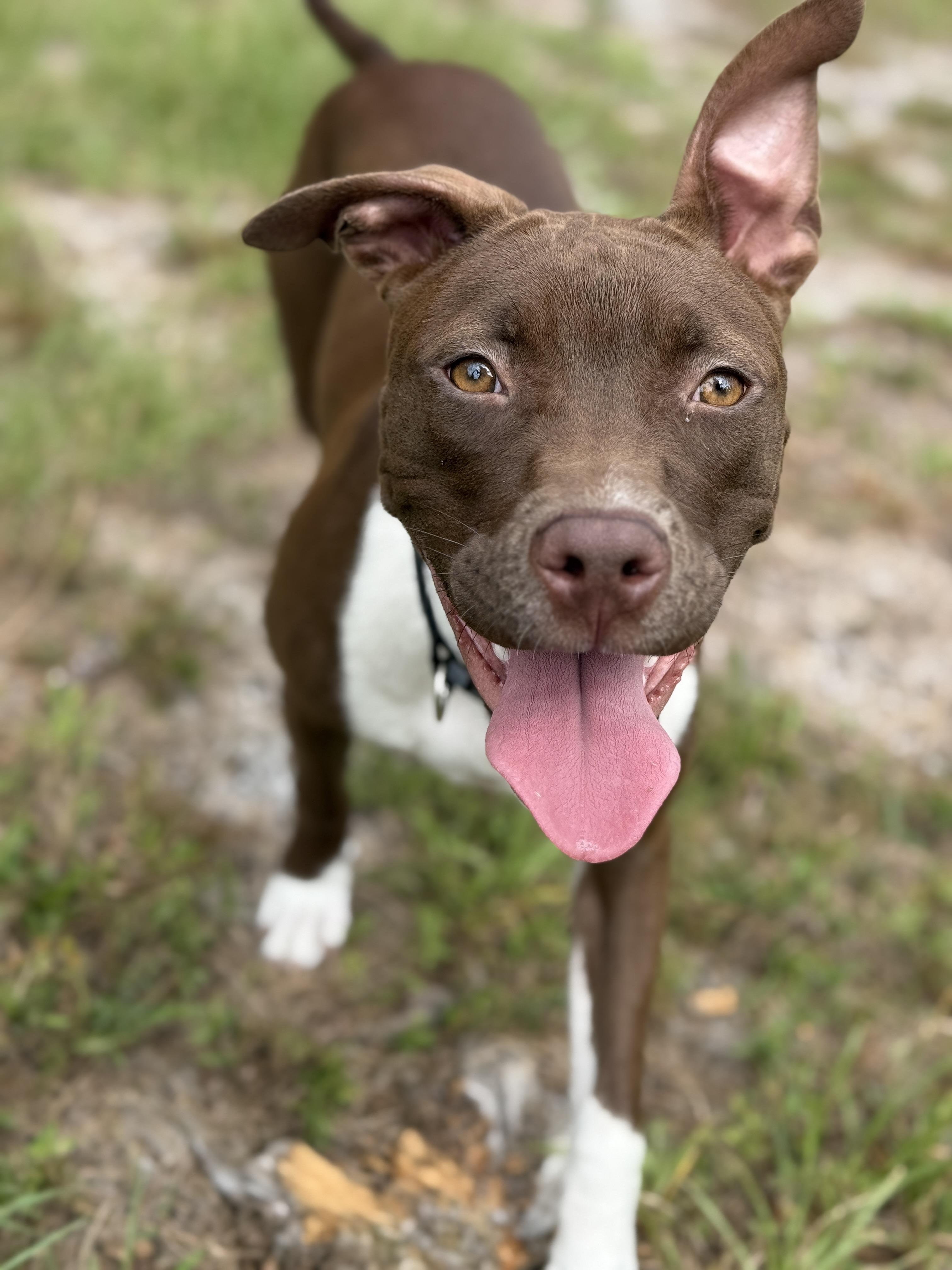 Enlarge Fettuccine, a Adopted mixed breed in Deltona, FL image 1/6