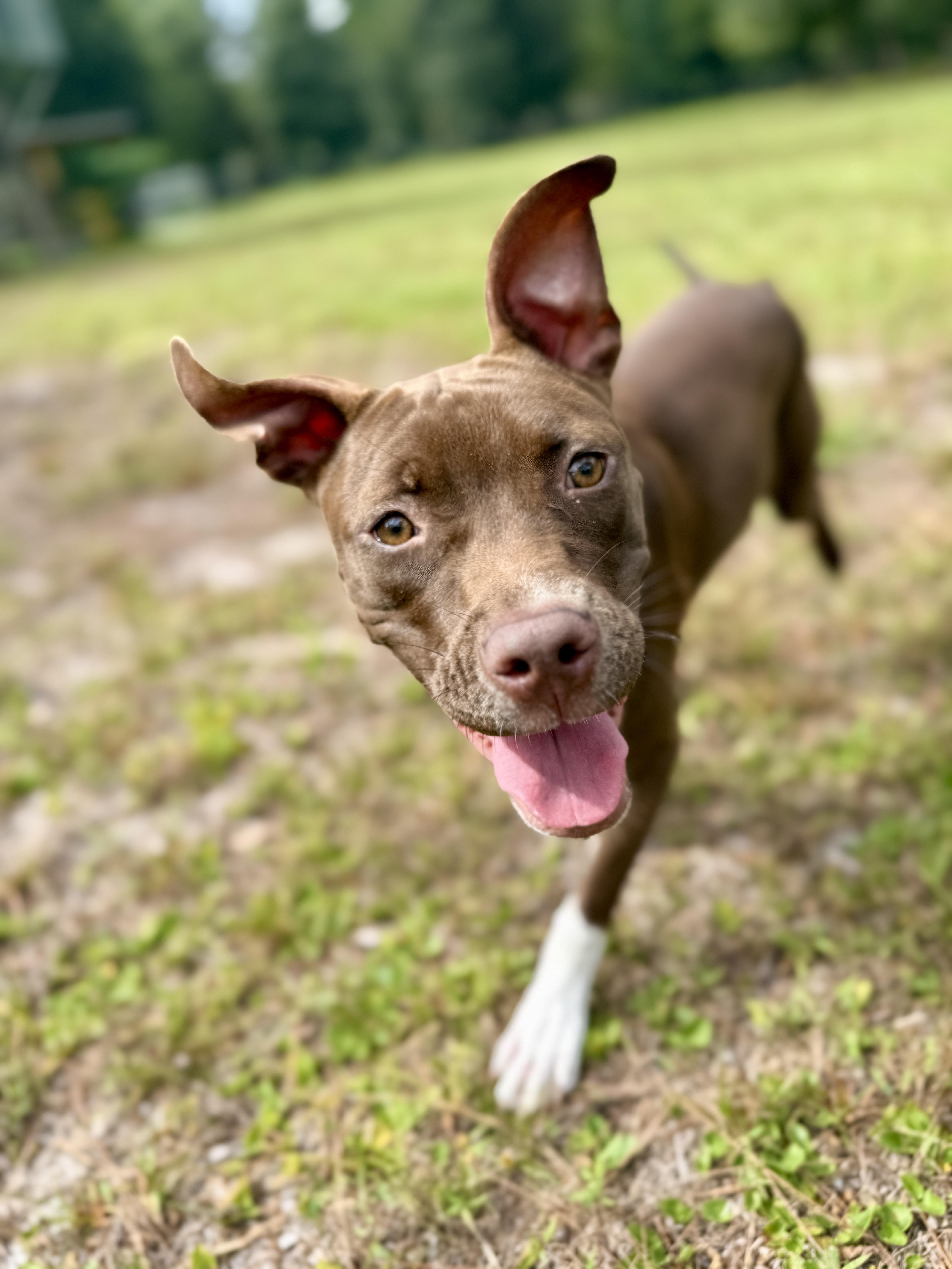 Enlarge Fettuccine, a Adopted mixed breed in Deltona, FL image 4/6