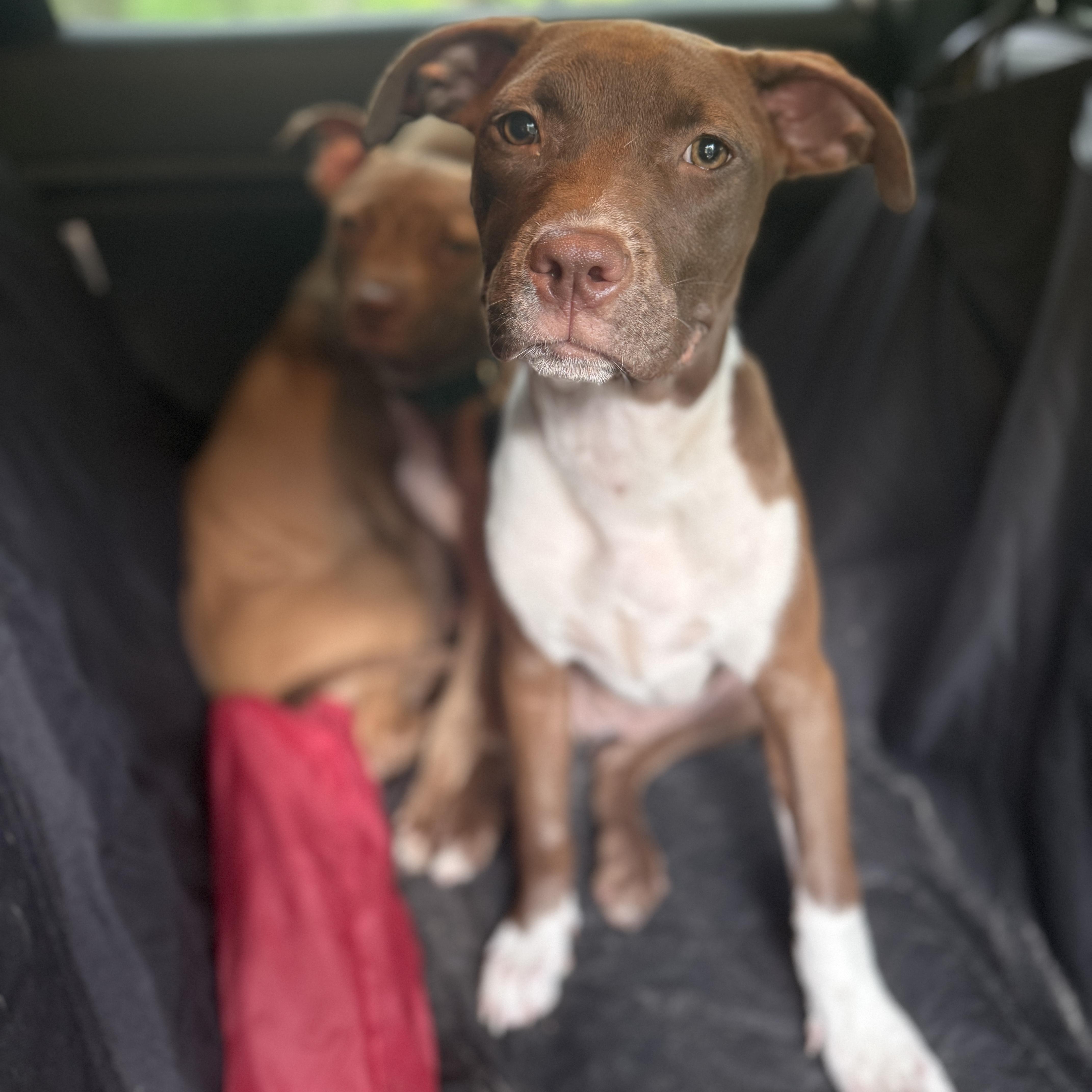 Fettuccine, a Adoptable mixed breed in Deltona, FL image 4/4