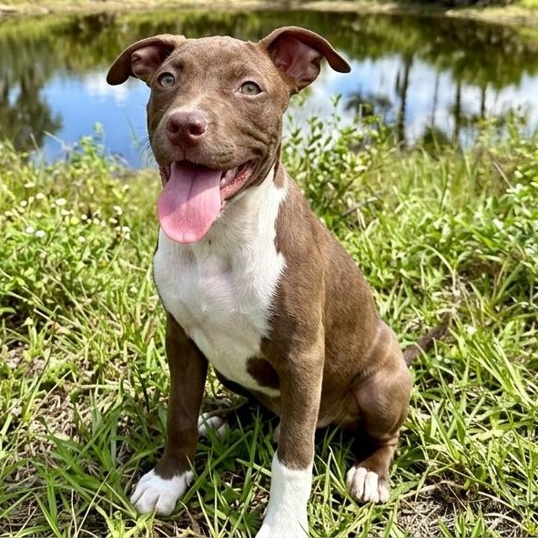 Fettuccine, a Adoptable mixed breed in Deltona, FL image 3/4