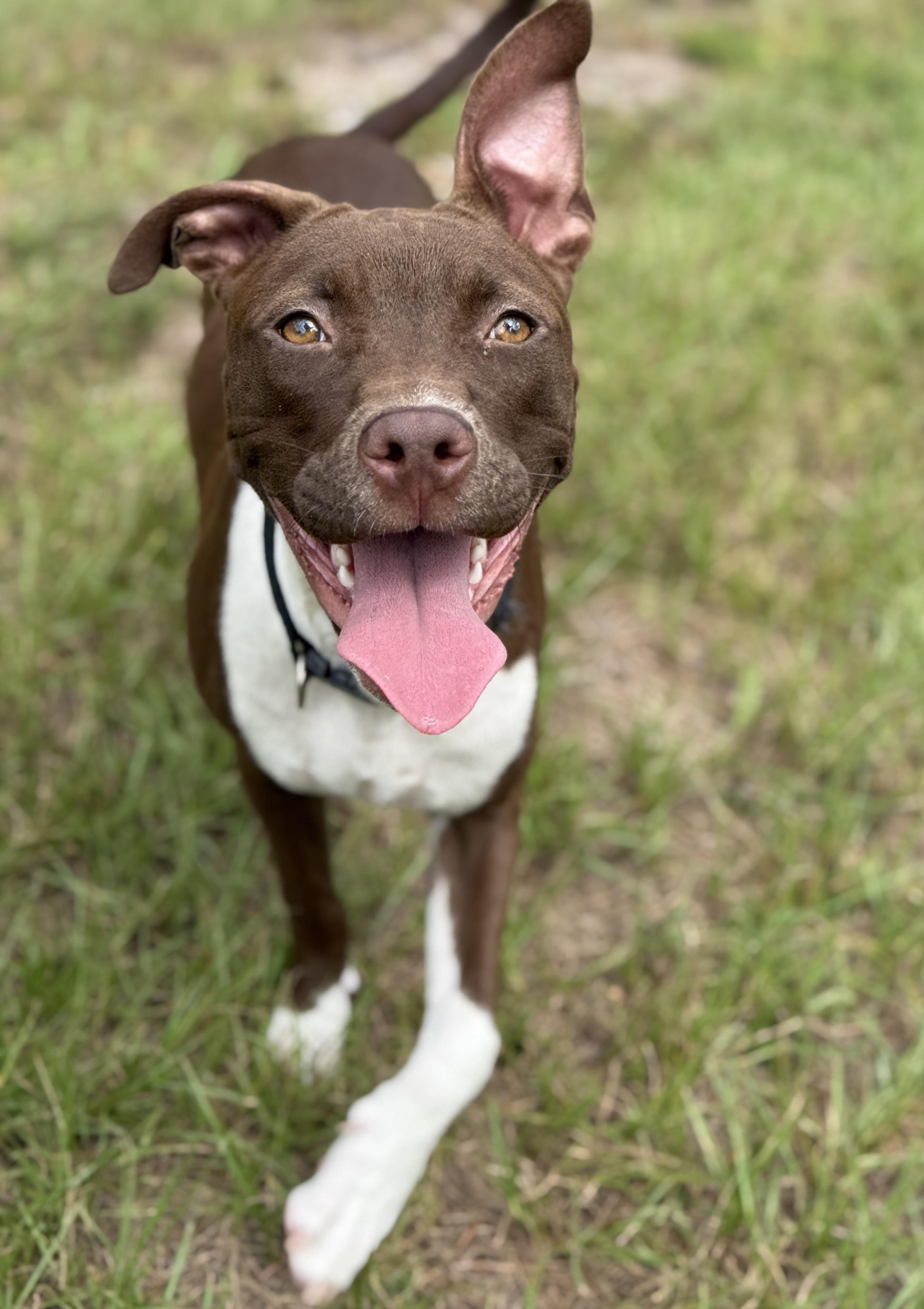 Enlarge Fettuccine, a Adopted mixed breed in Deltona, FL image 3/6
