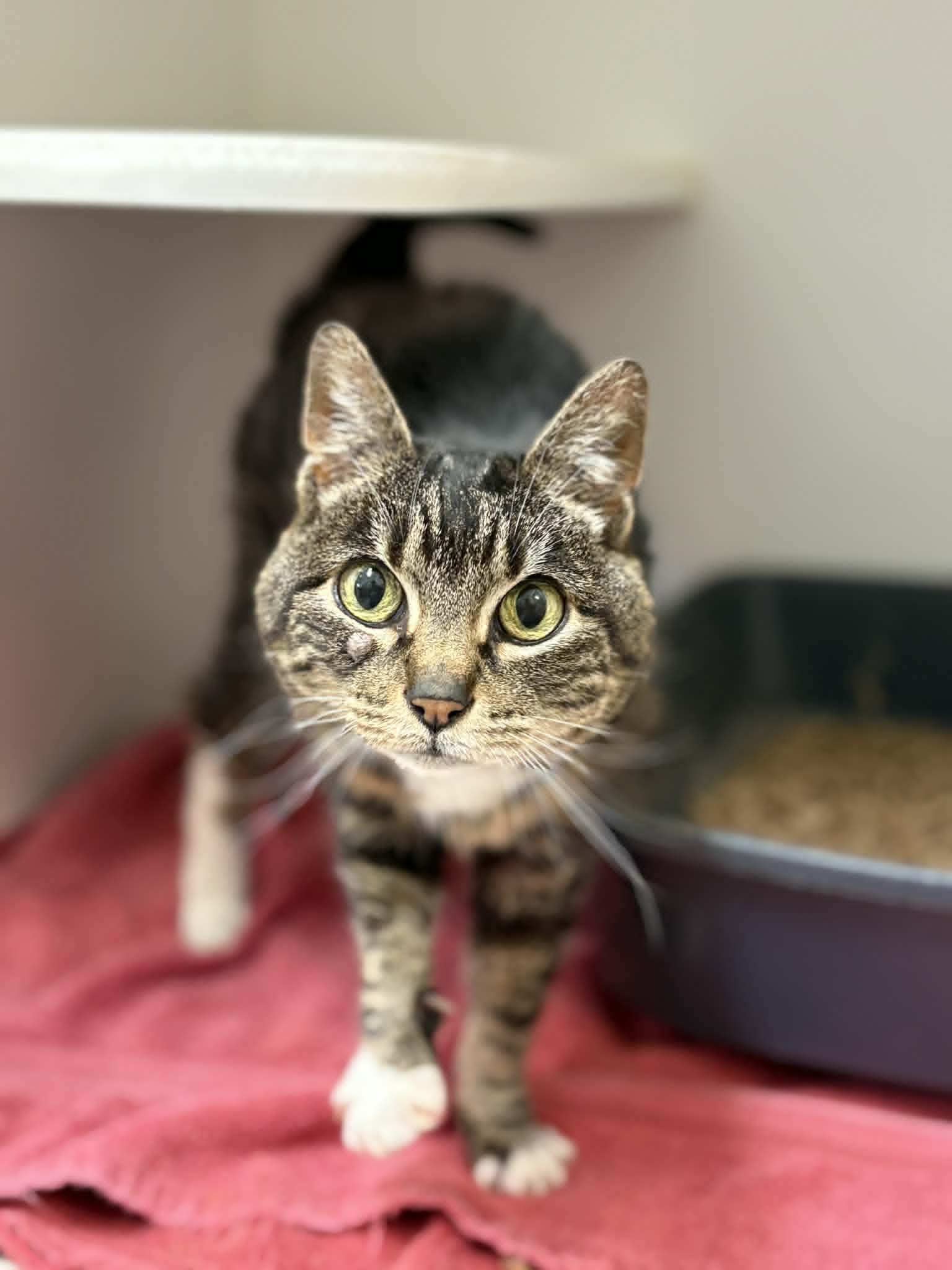 Enlarge Jasmine, a ADOPTABLE Domestic Short Hair in Grants Pass, OR image 1/3